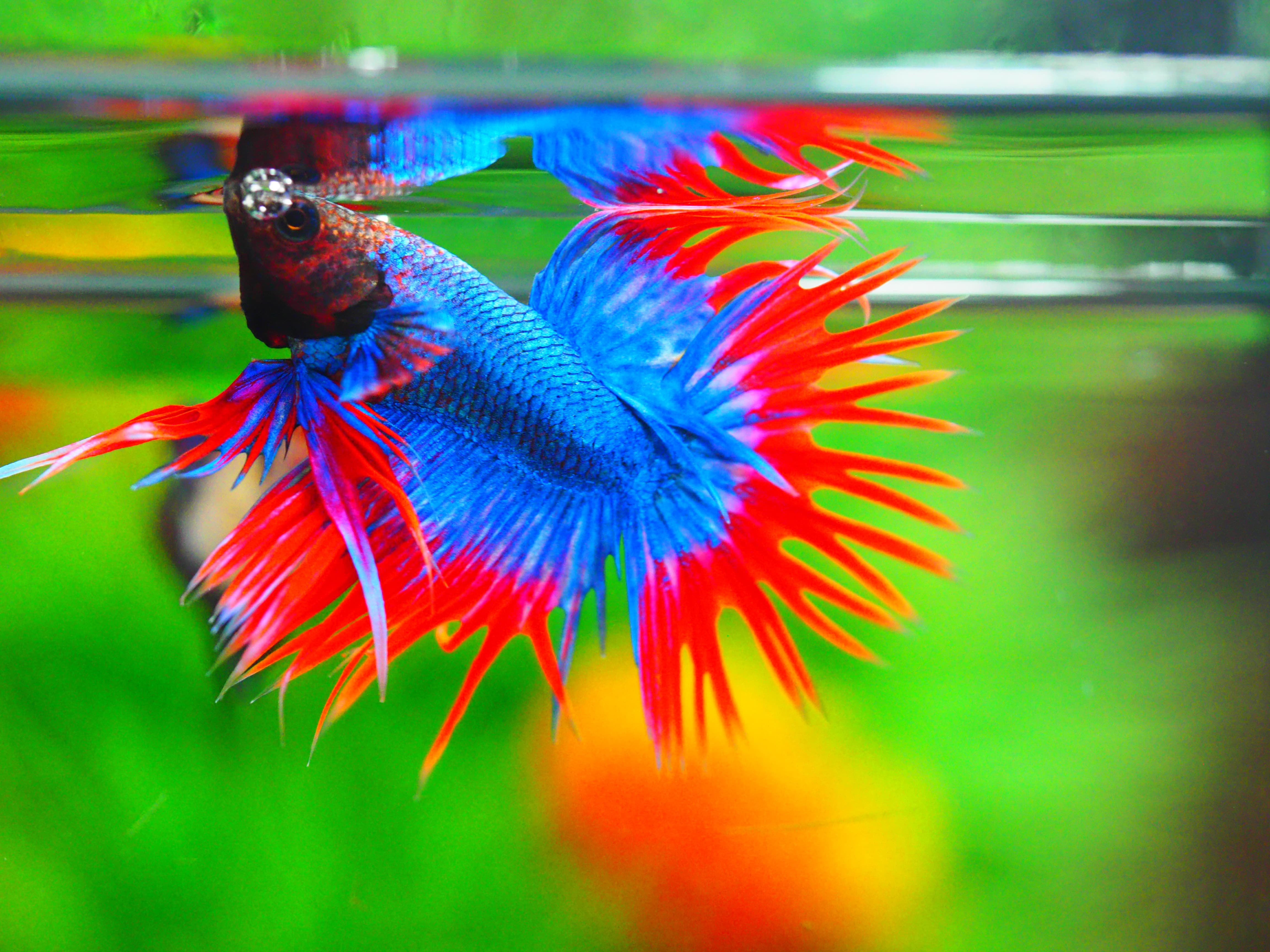 CT FANCY MALE