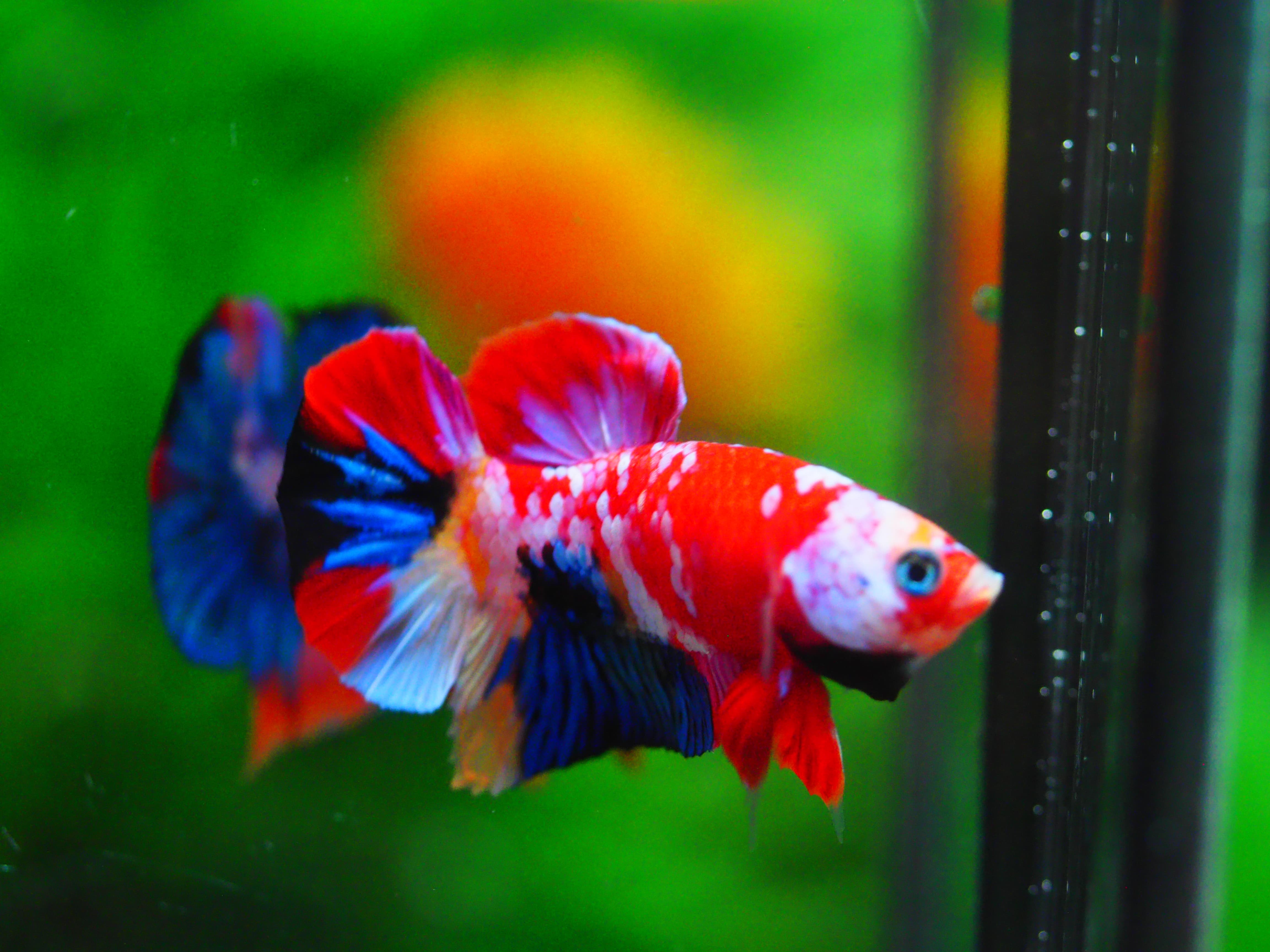 HMPK KOI GALAXY MALE GRADE A +++