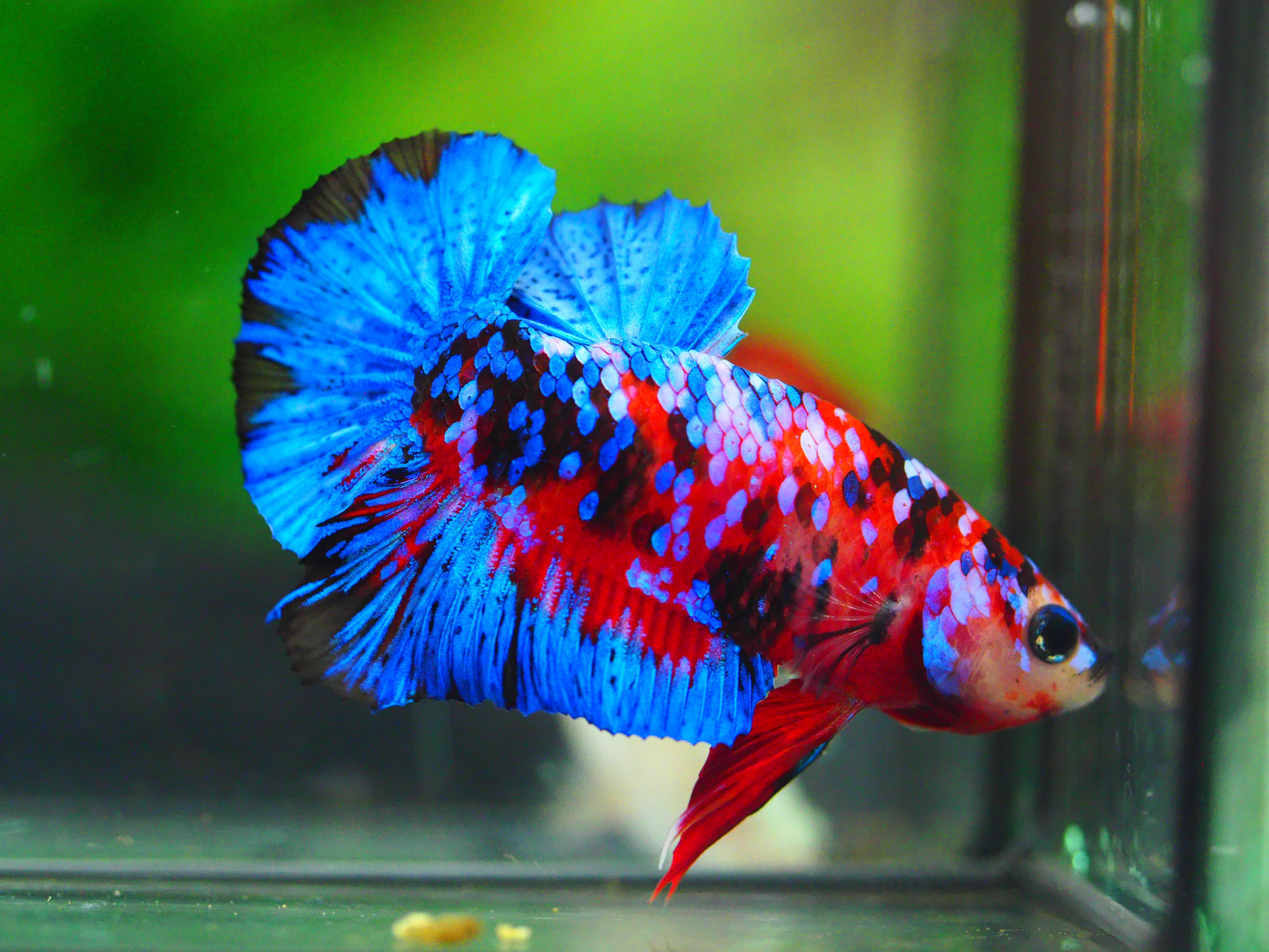 HMPK KOI GALAXY MALE GRADE A +++