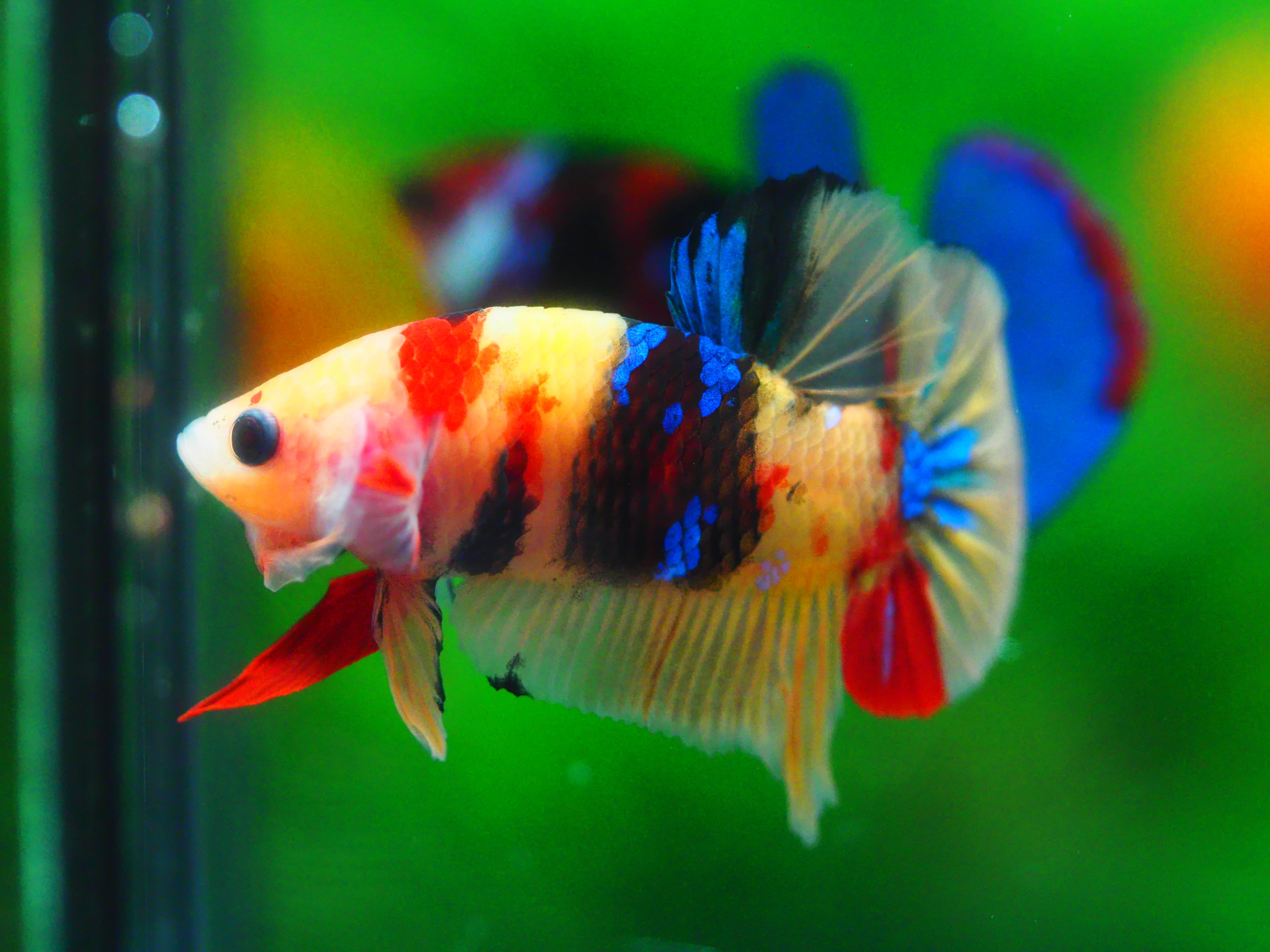 HMPK NEMO GALAXY MALE GRADE A +++