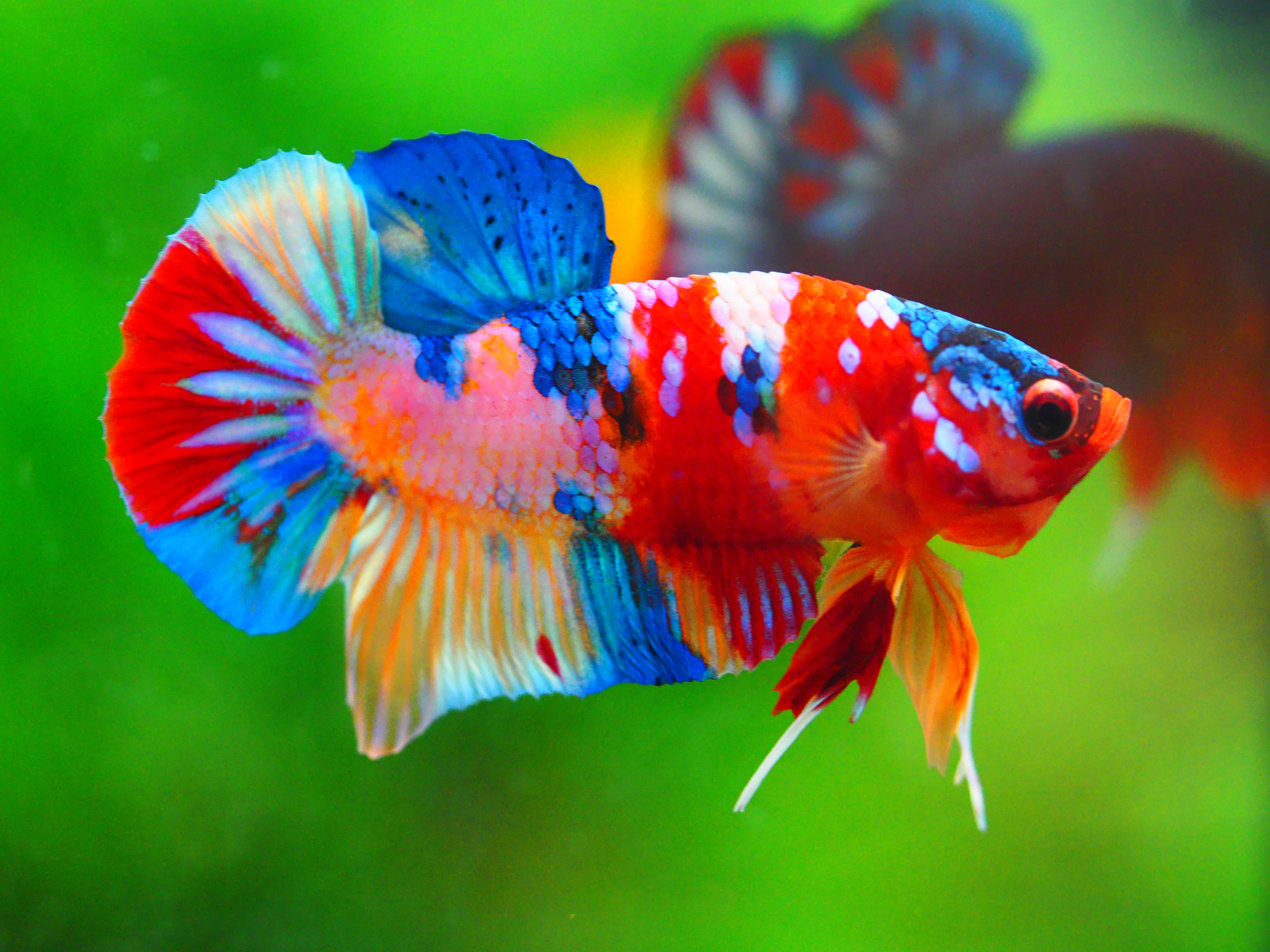 HMPK CANDY MALE GRADE A +++