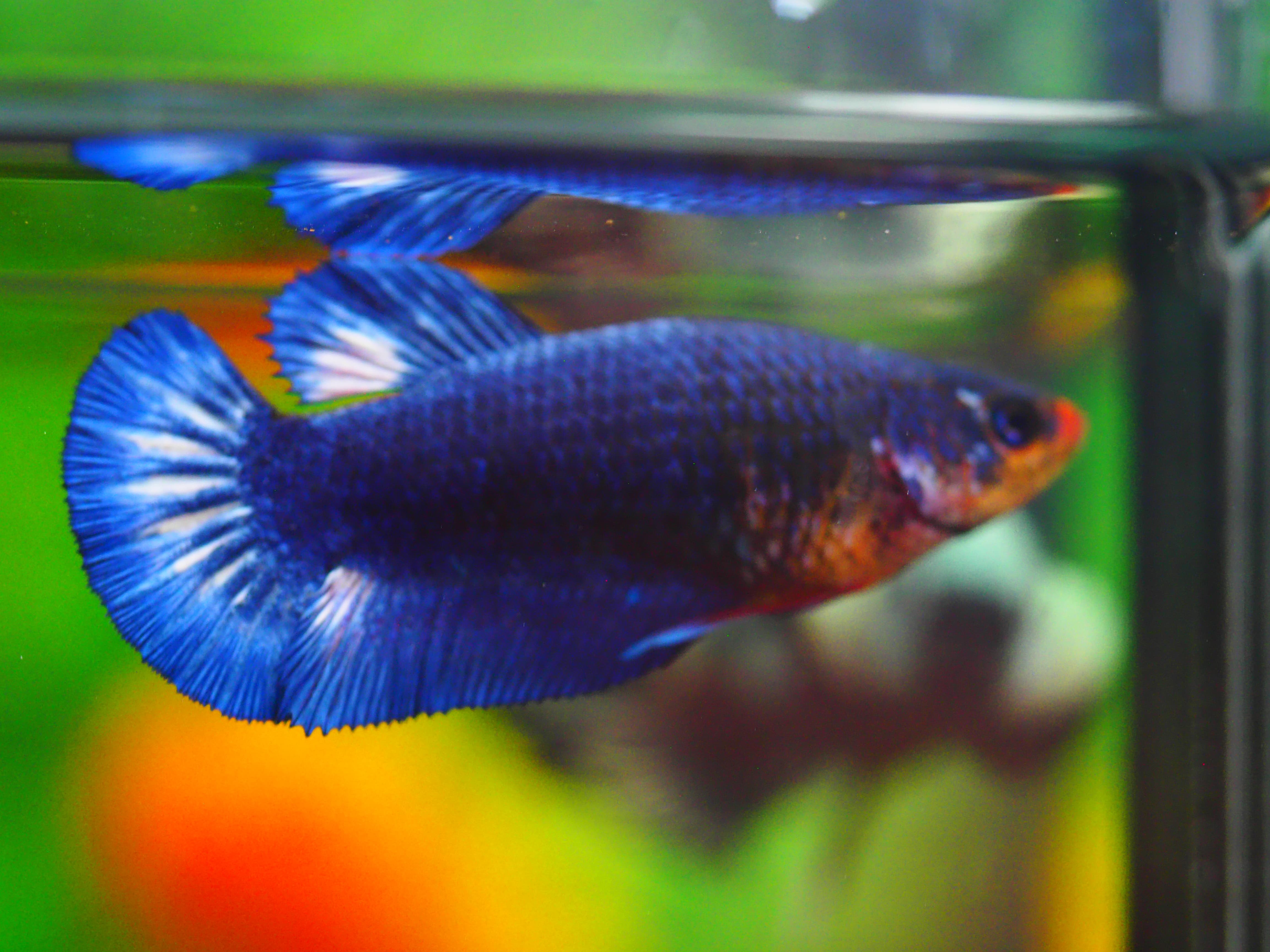 HMPK FANCY GRADE A++ FEMALE