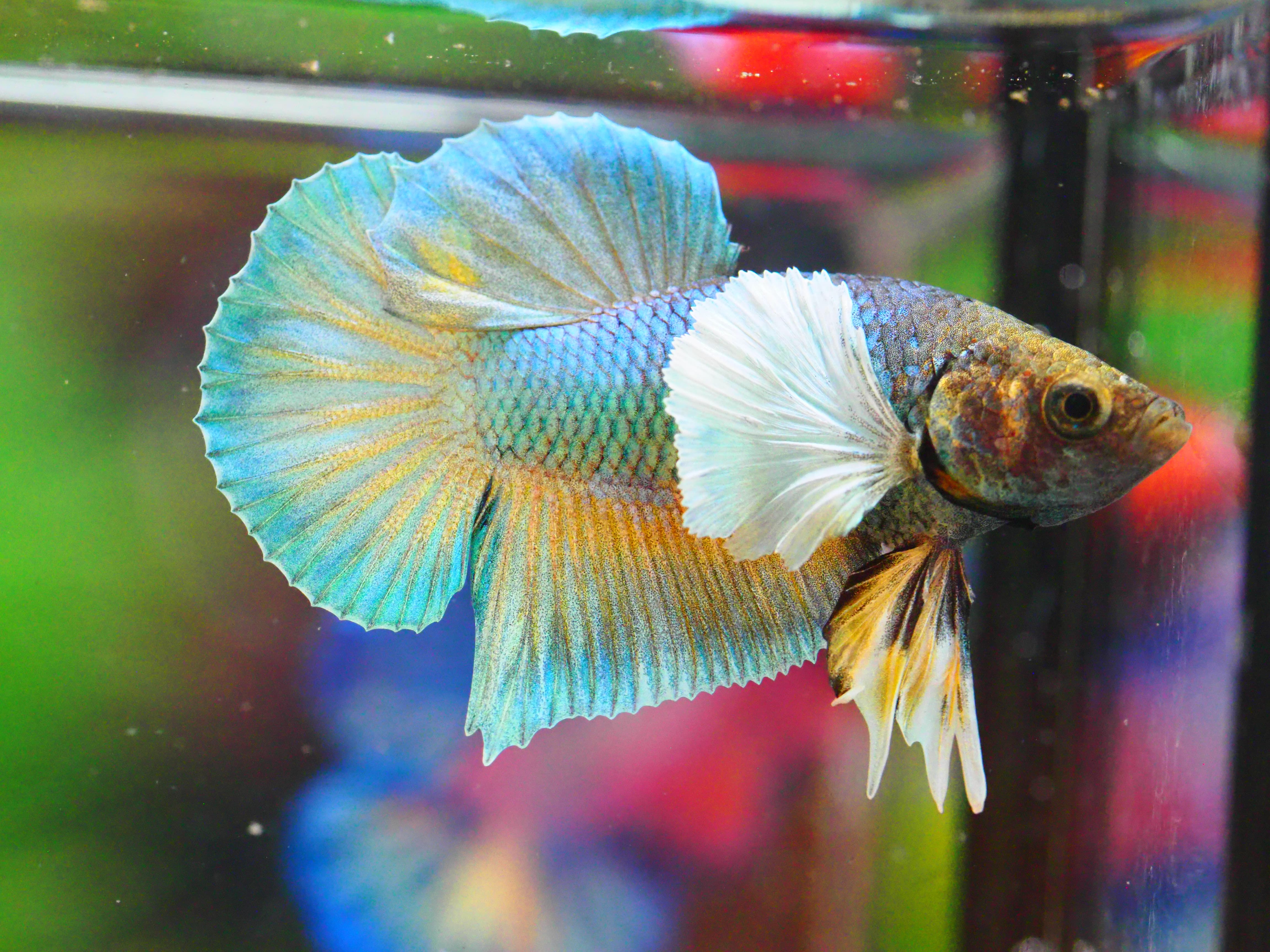 HMPK DUMBO MALE GRADE A +++