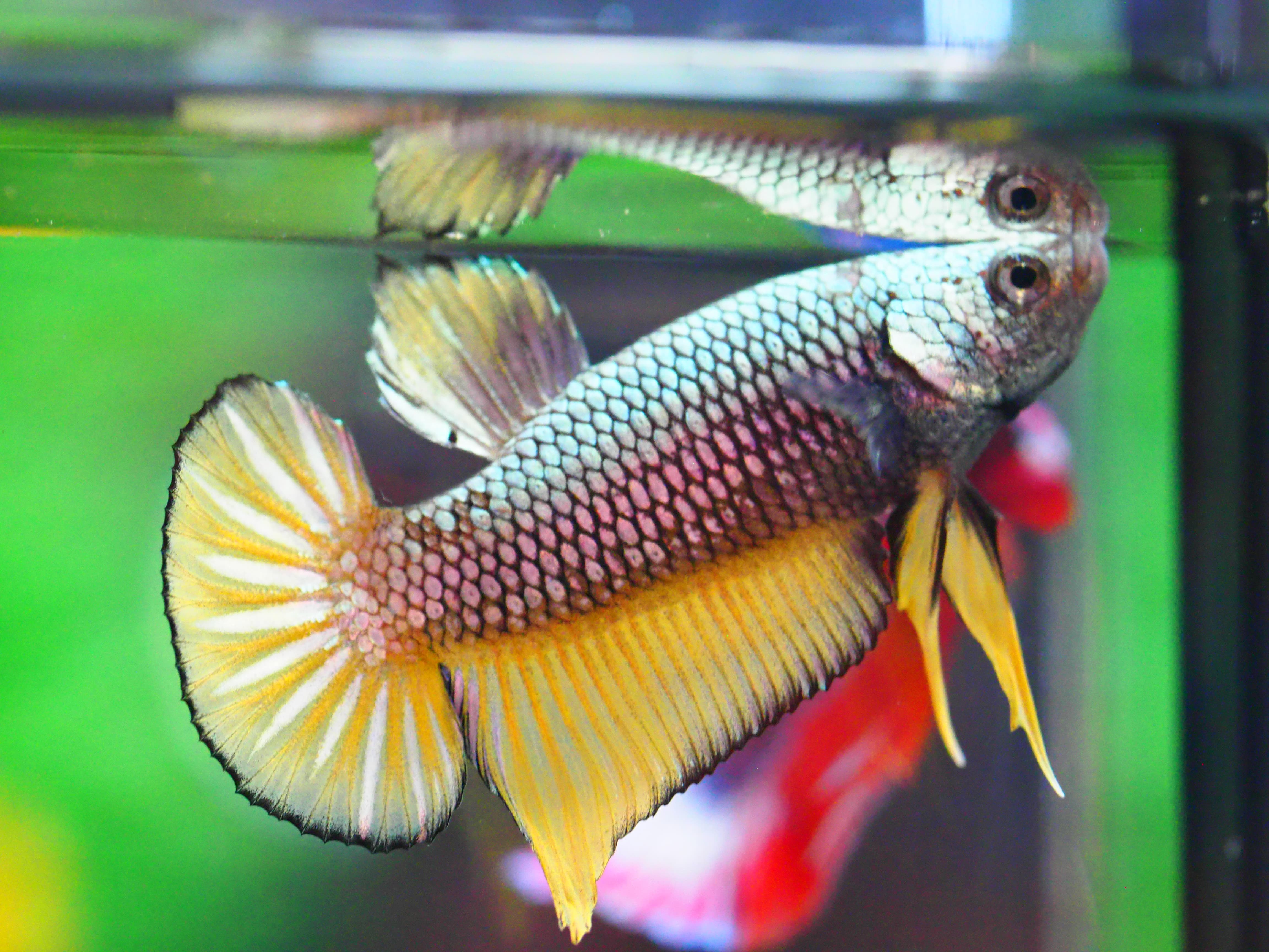 HMPK FANCY MALE GRADE A +++