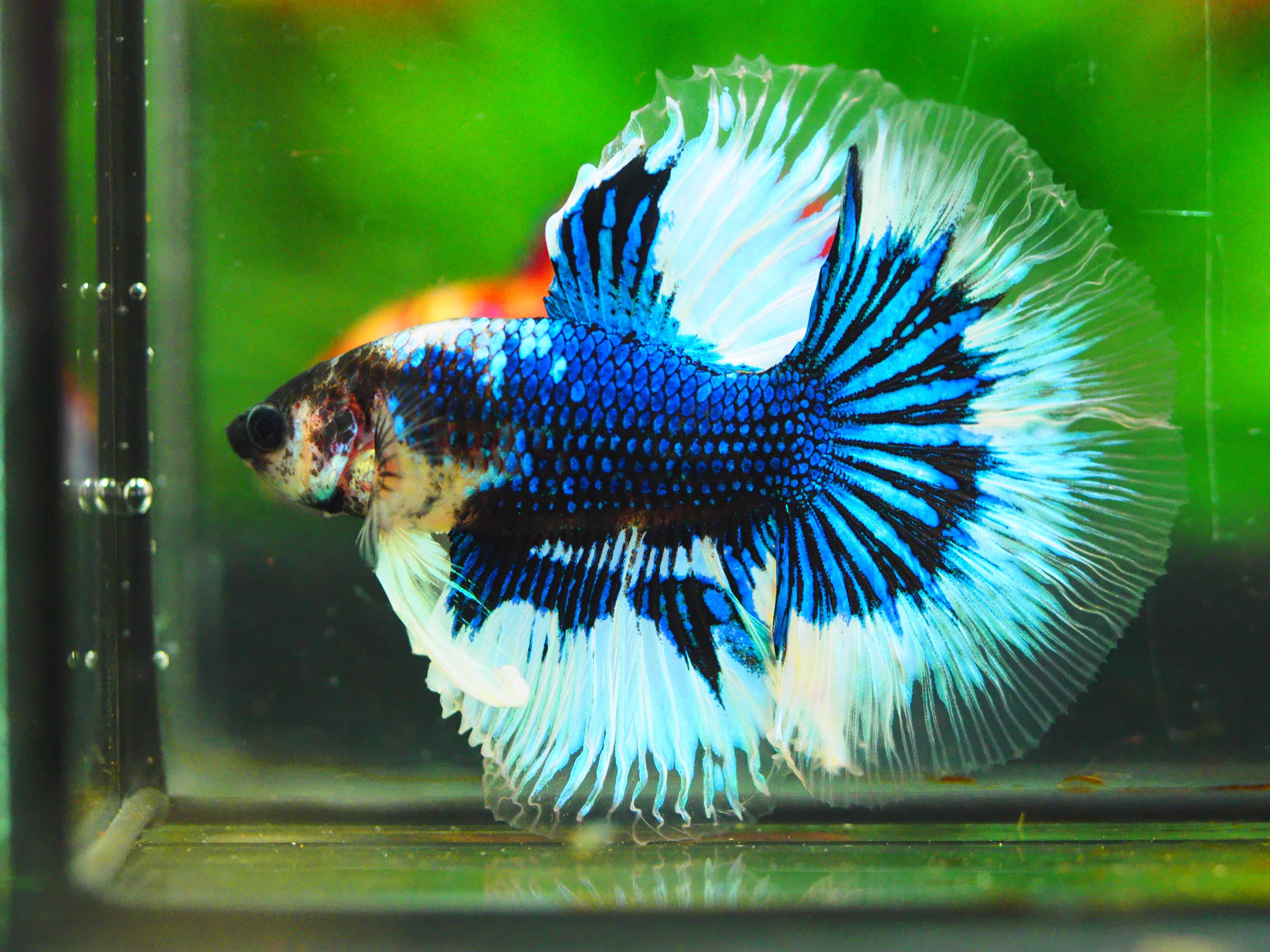 HM FANCY MALE GRADE A +++