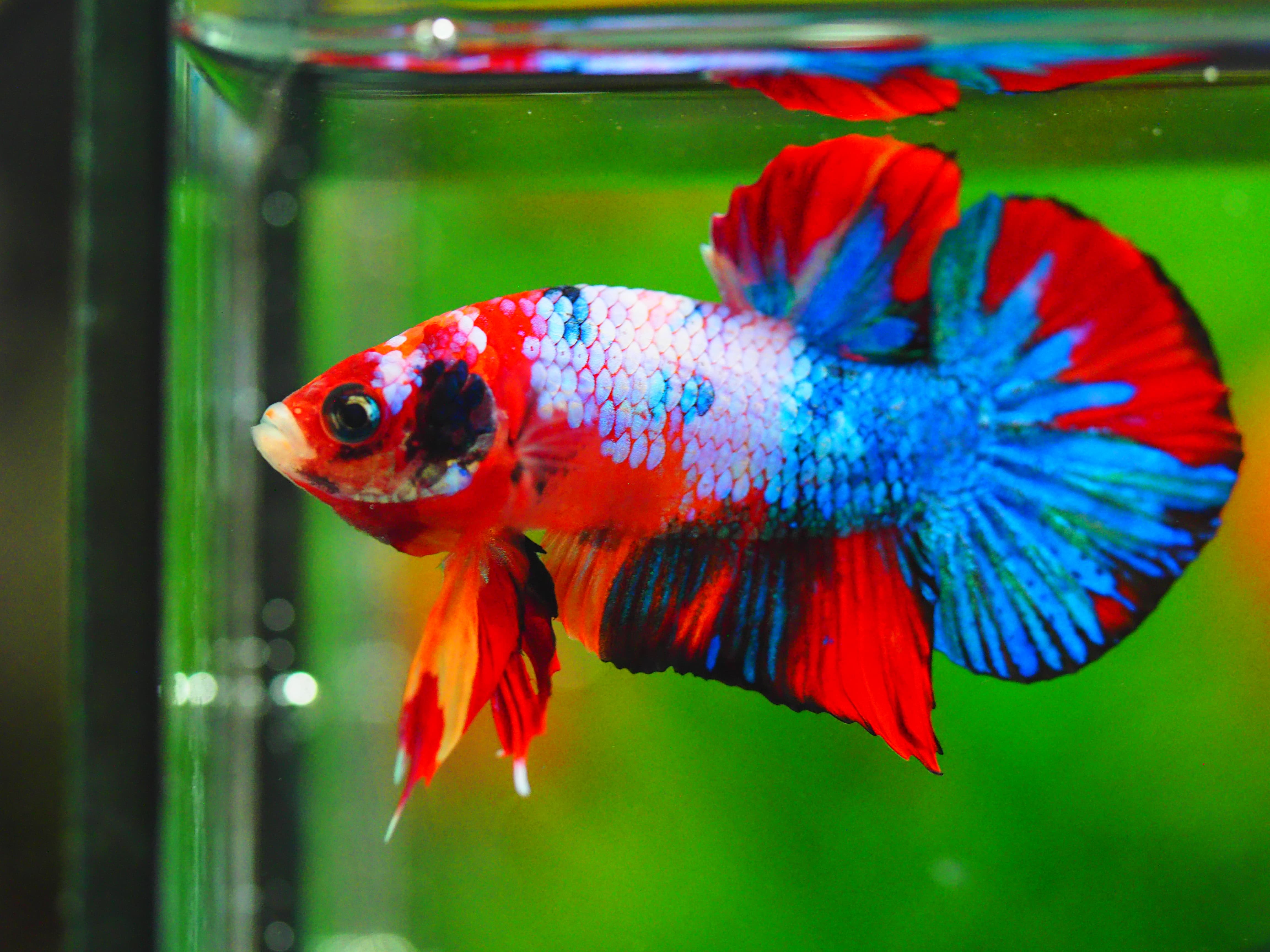 HMPK KOI GALAXY MALE GRADE A++