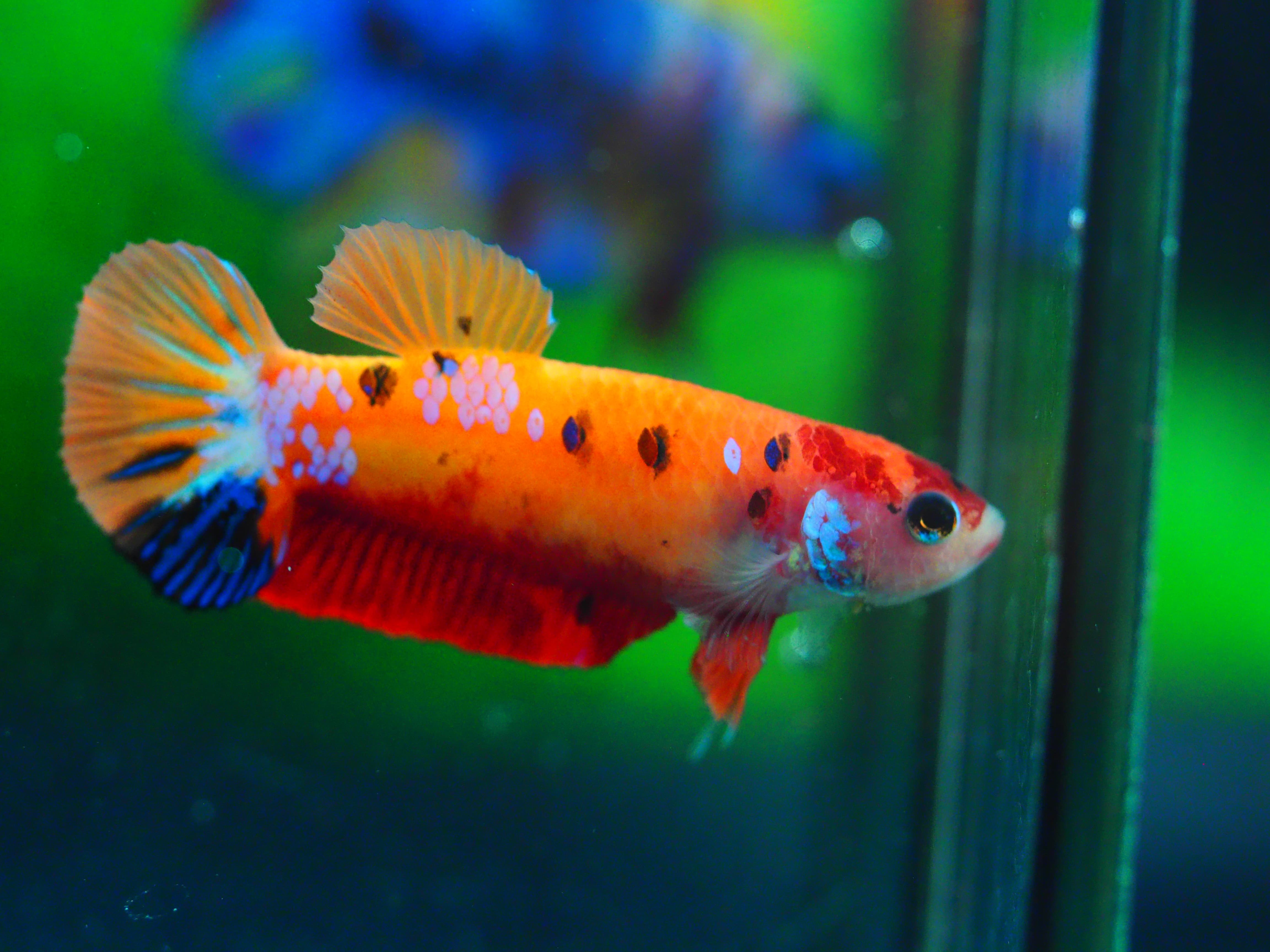HMPK NEMO GRADE A++ FEMALE