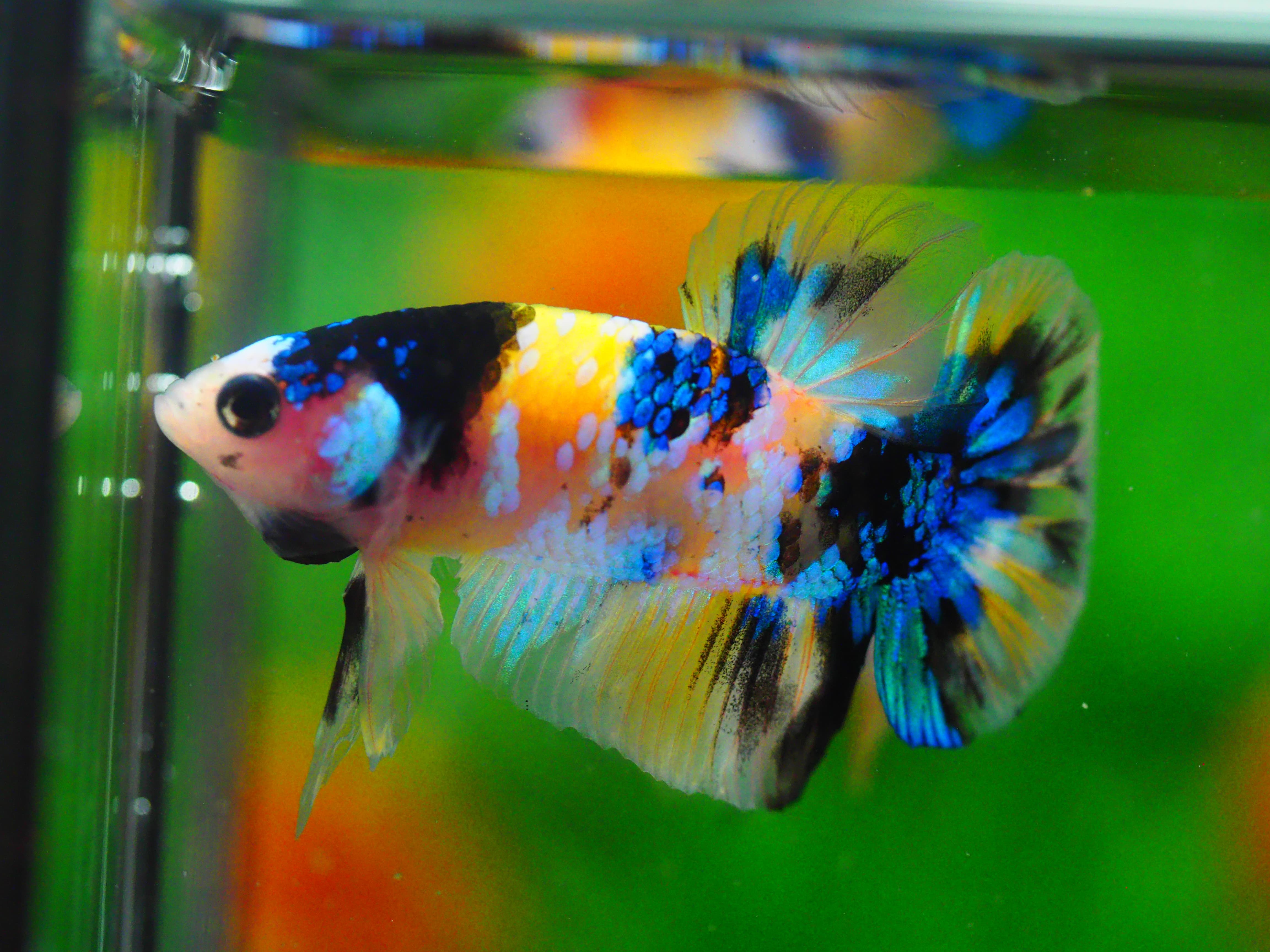 HMPK KOI YELLOW MALE GRADE A +++