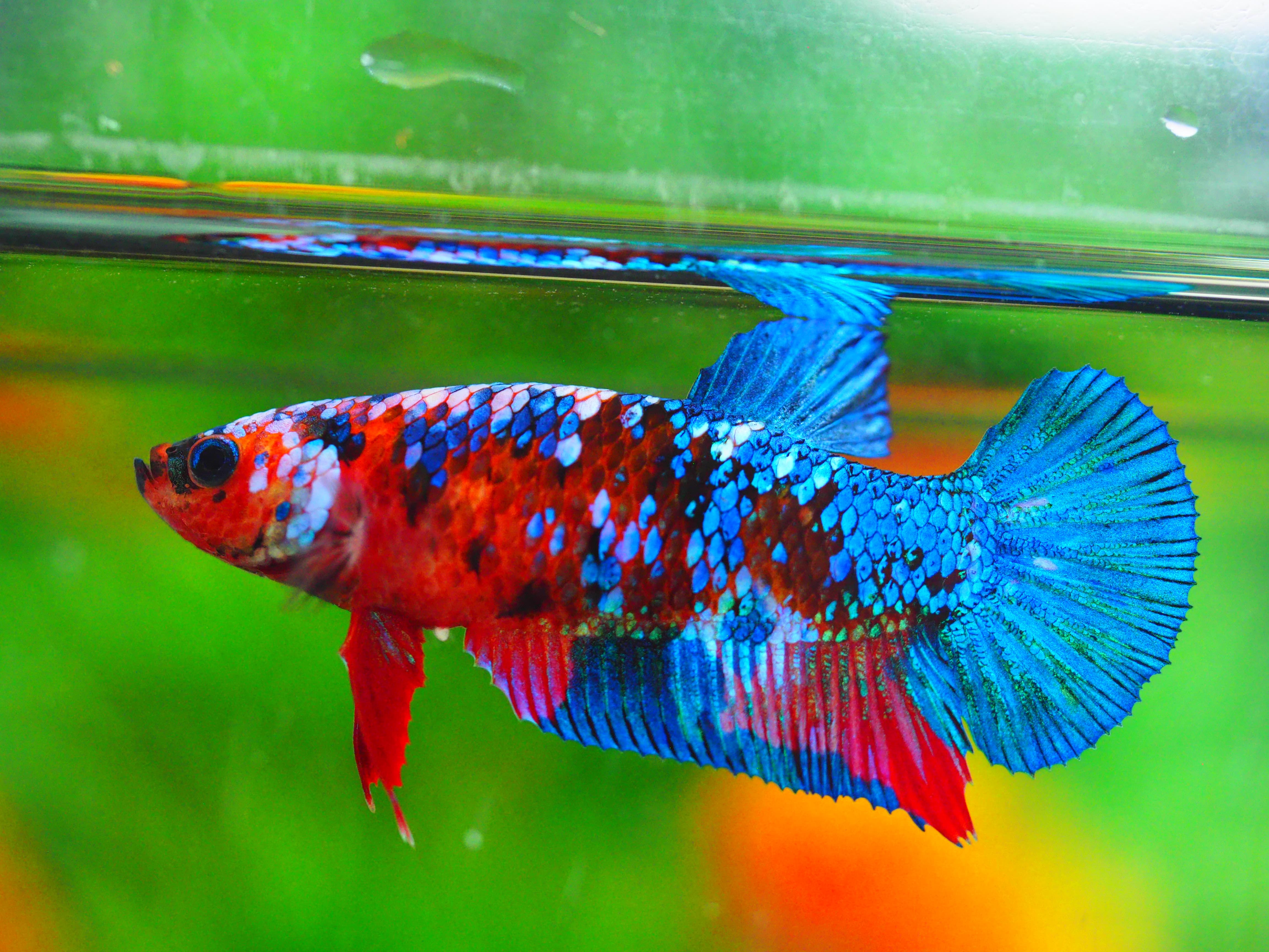 HMPK KOI GLAXY GRADE A++ FEMALE
