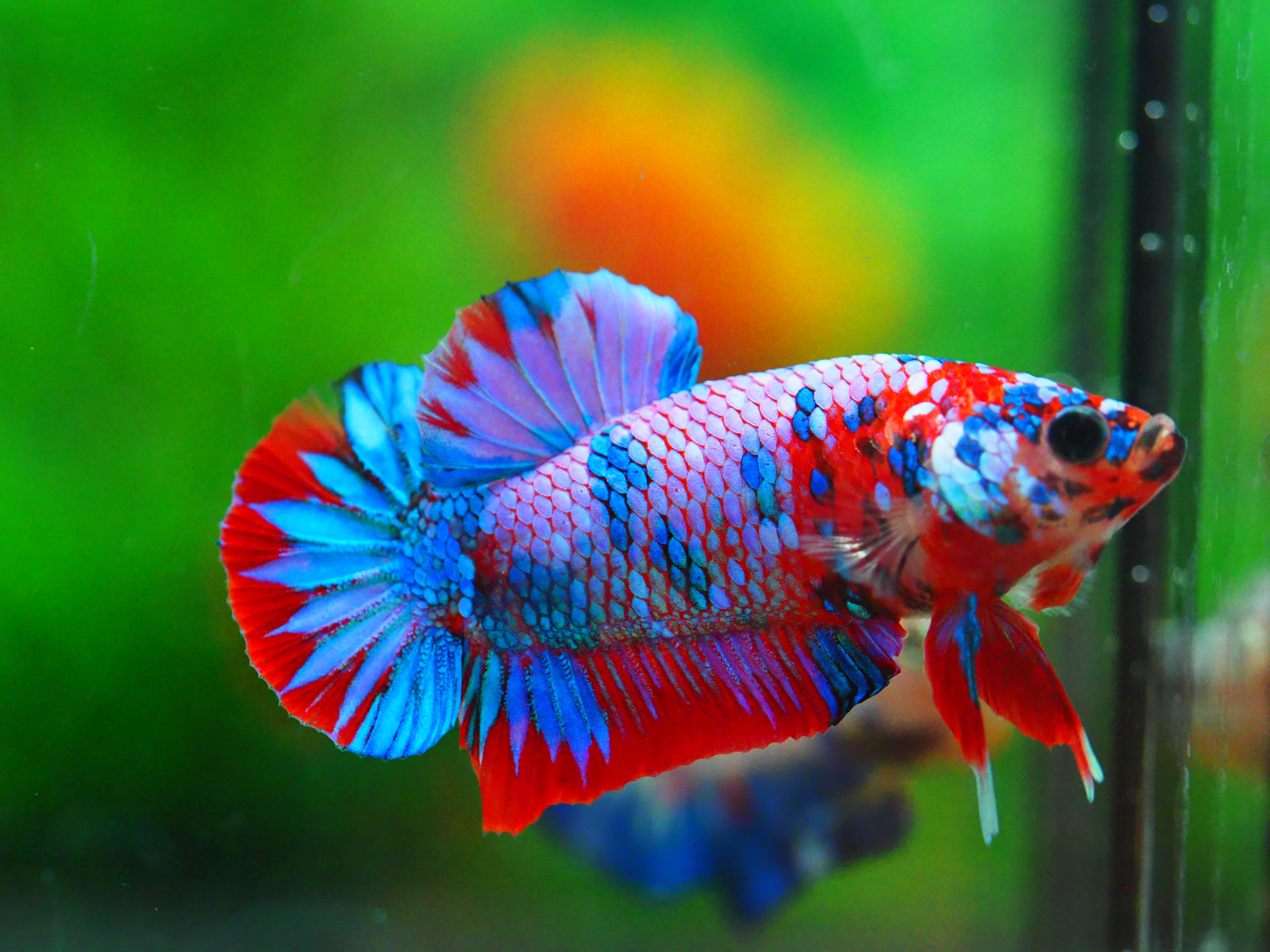 HMPK KOI GALAXY MALE GRADE A +++