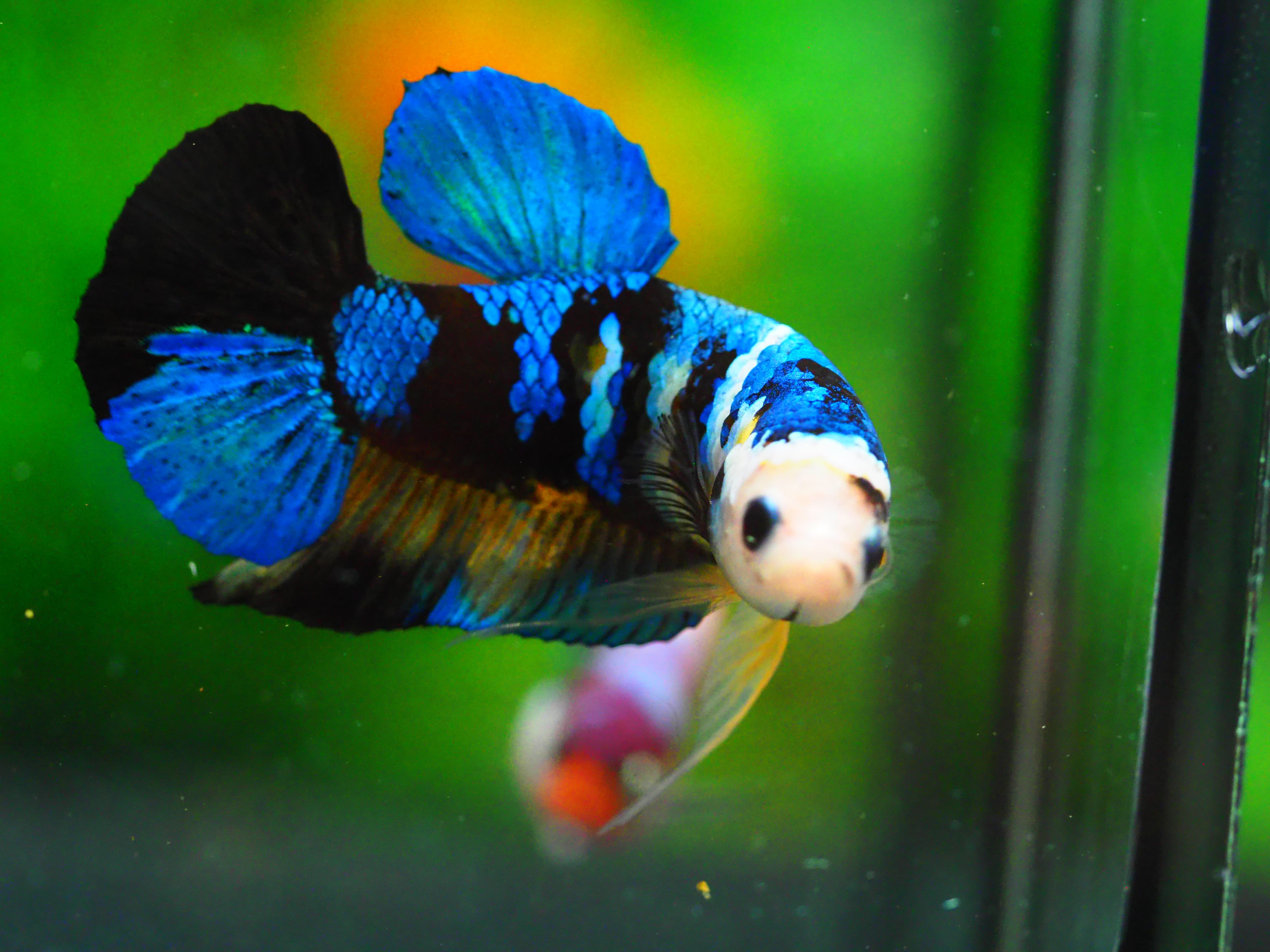 HMPK KOI GALAXY MALE GRADE A +++