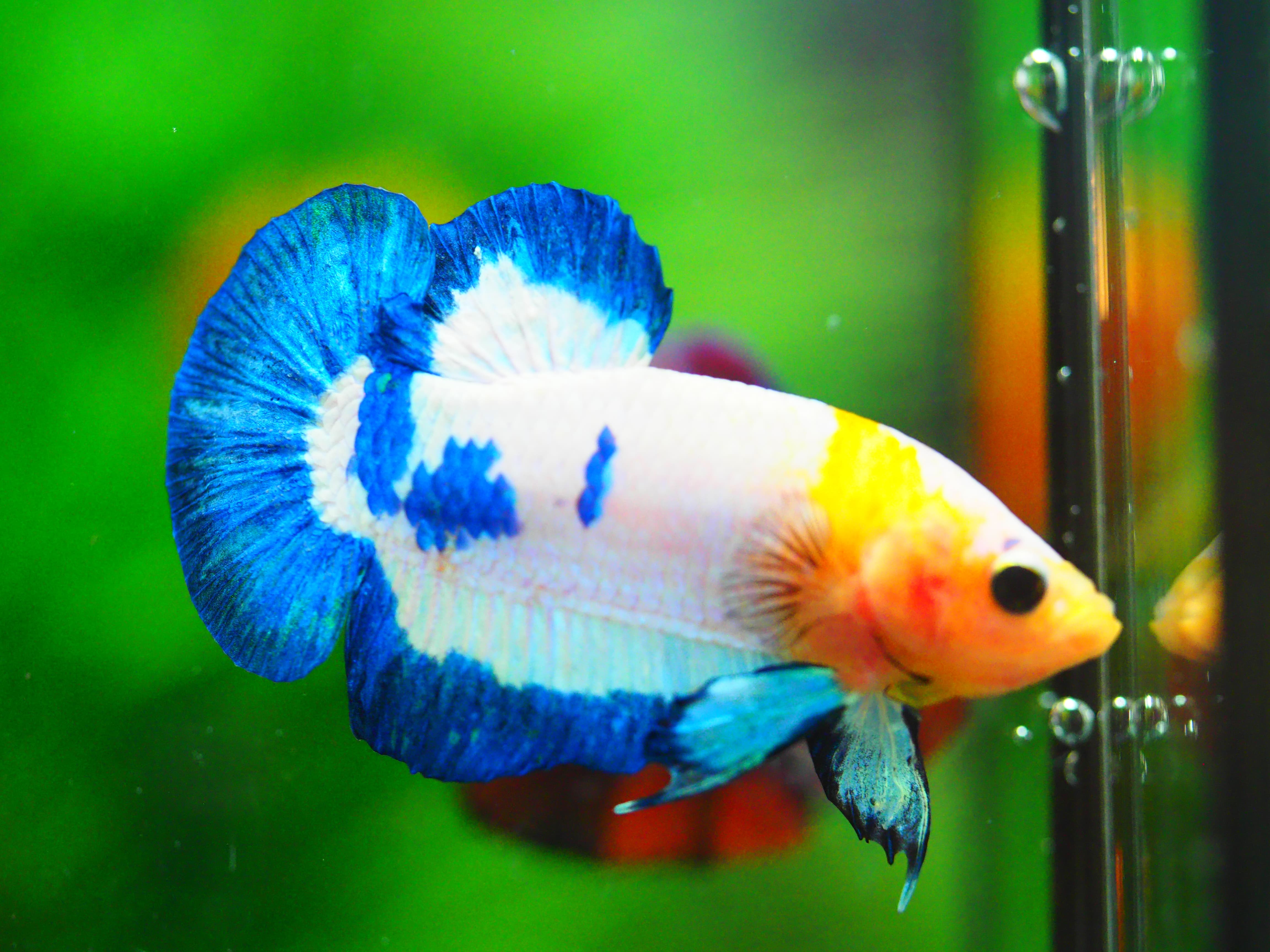 HMPK FANCY MALE GRADE A +++