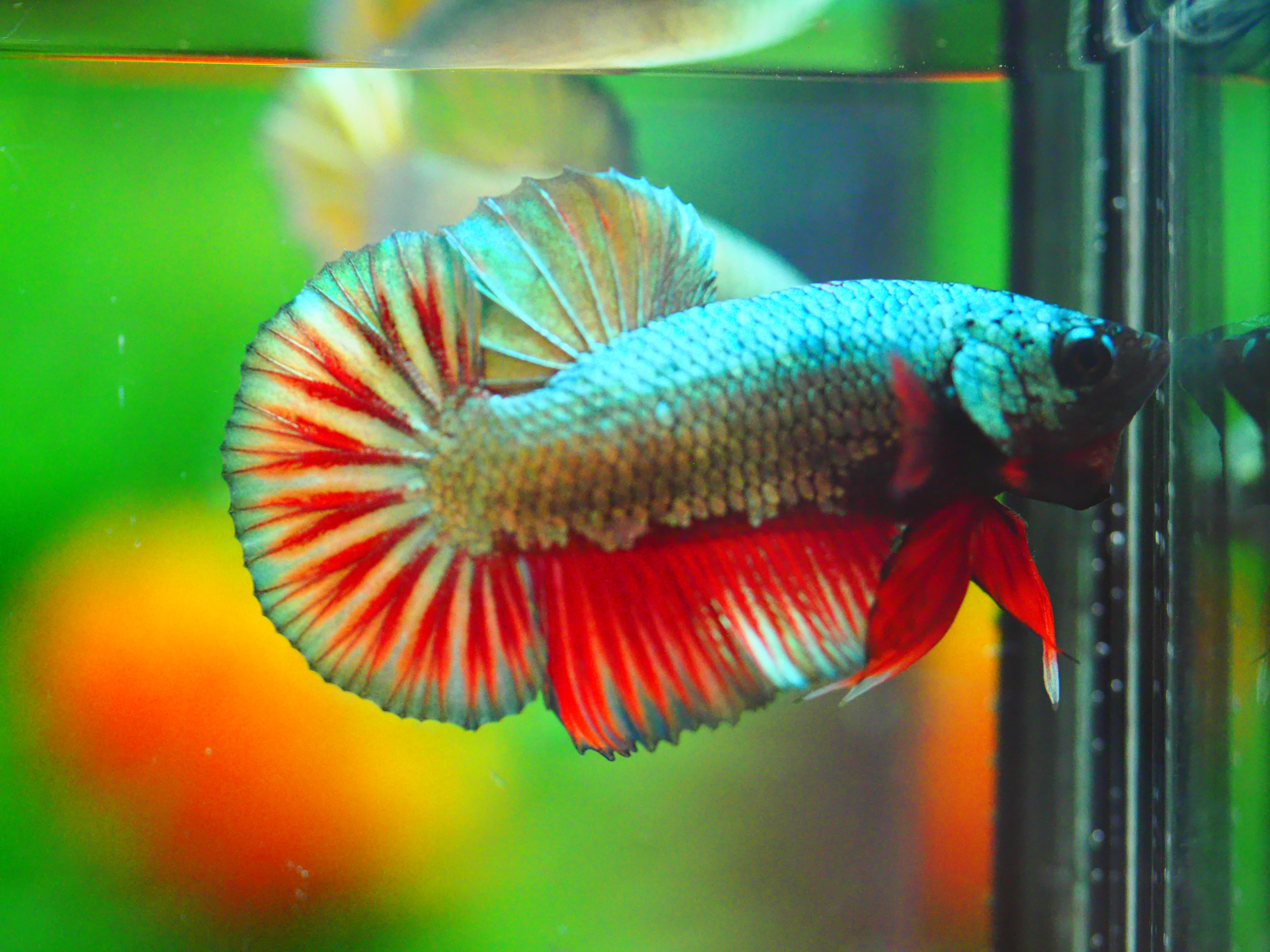 HMPK COPPRE MALE GRADE A +++