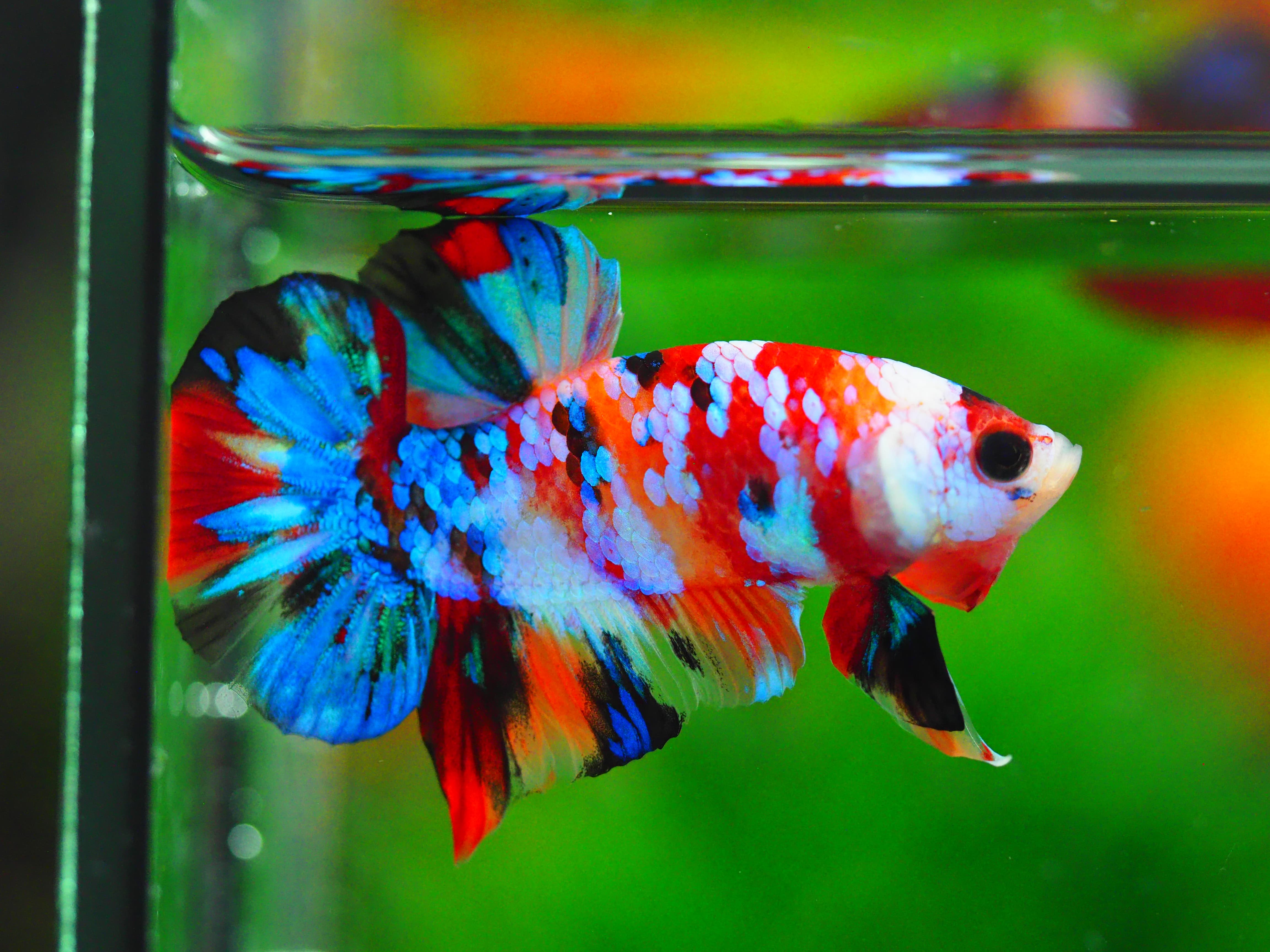 HMPK KOI GALAXY MALE GRADE A++