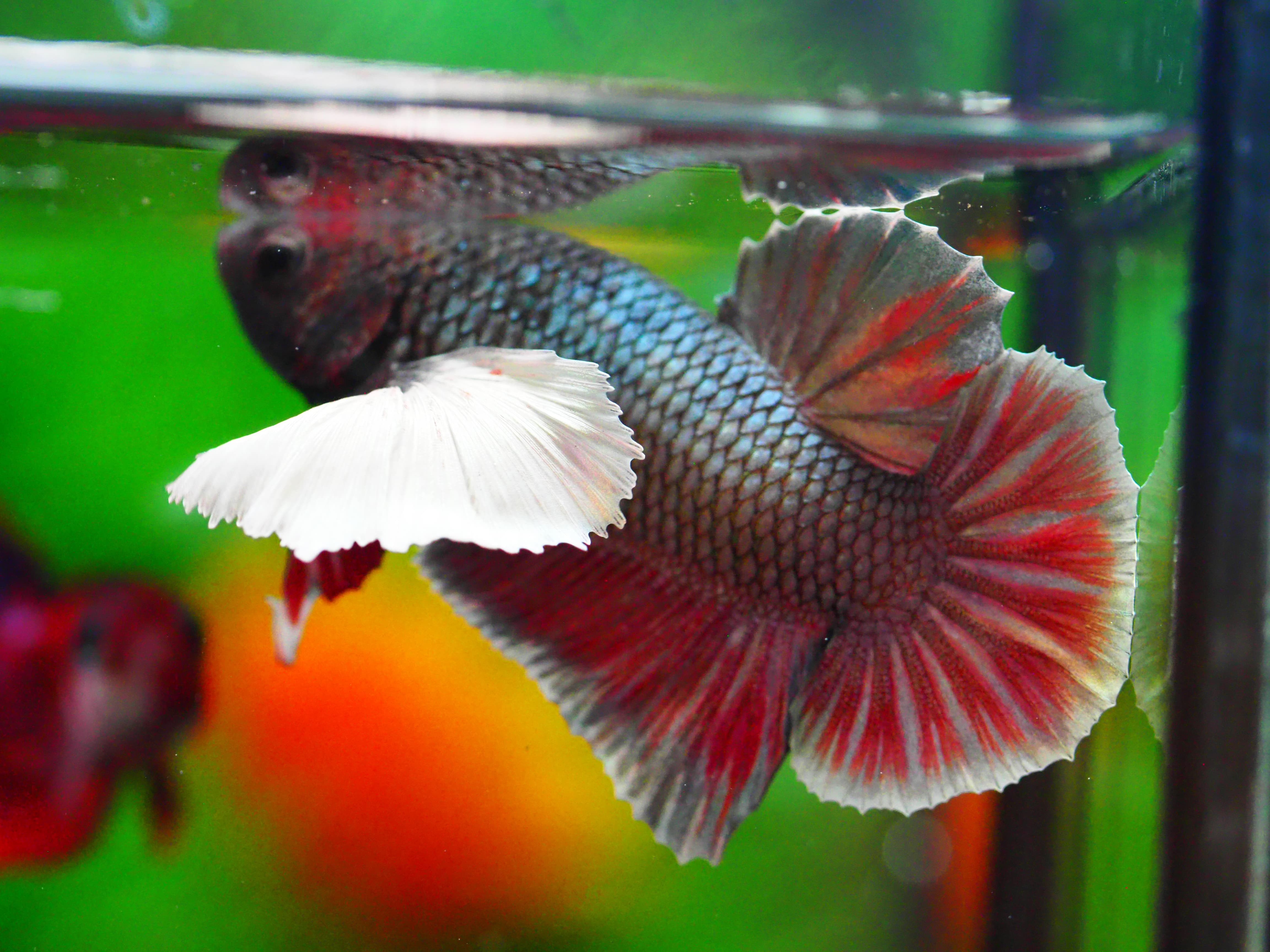 HMPK DUMBO MALE GRADE A +++