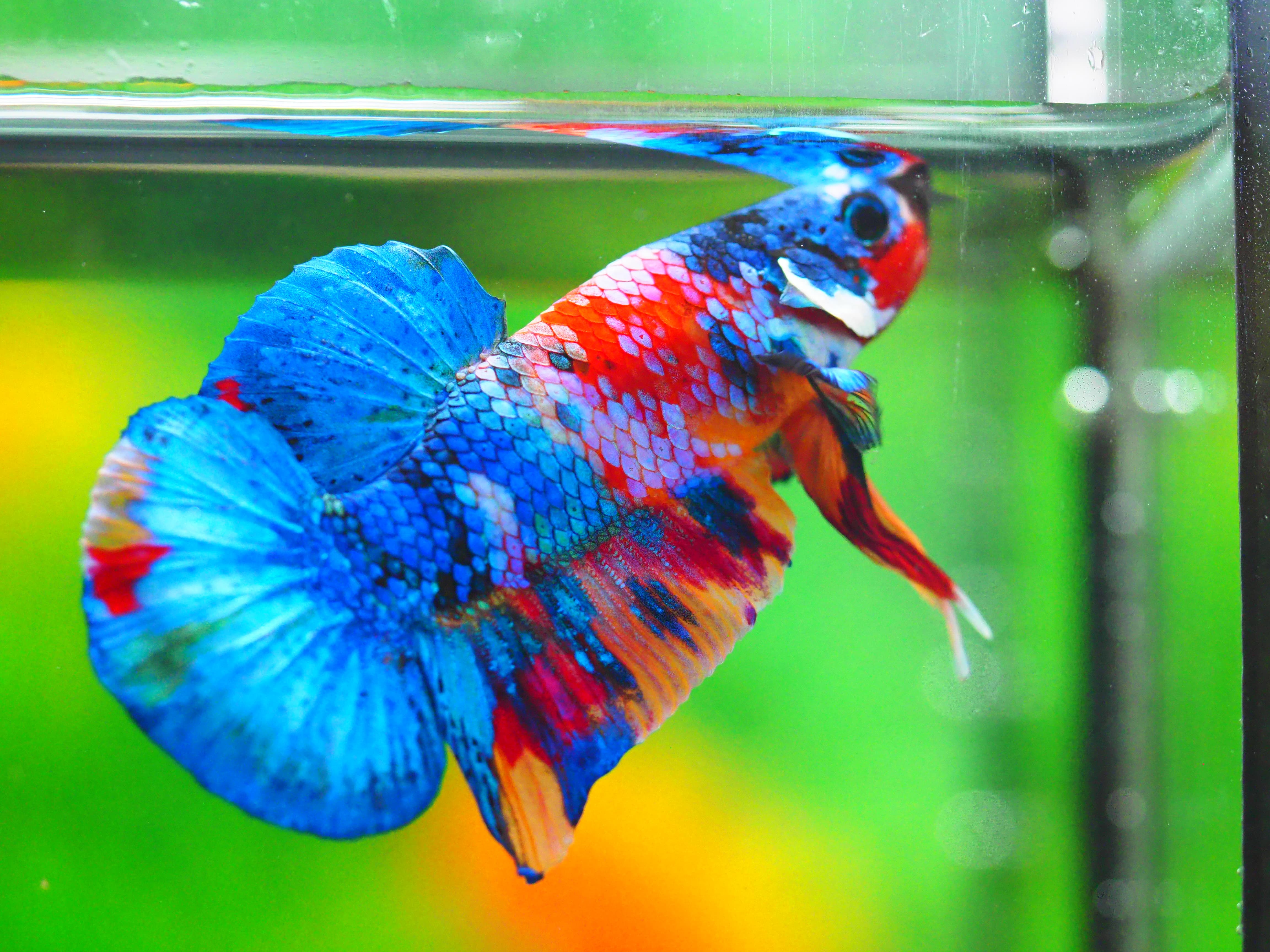 HMPK KOI GALAXY MALE GRADE A +++