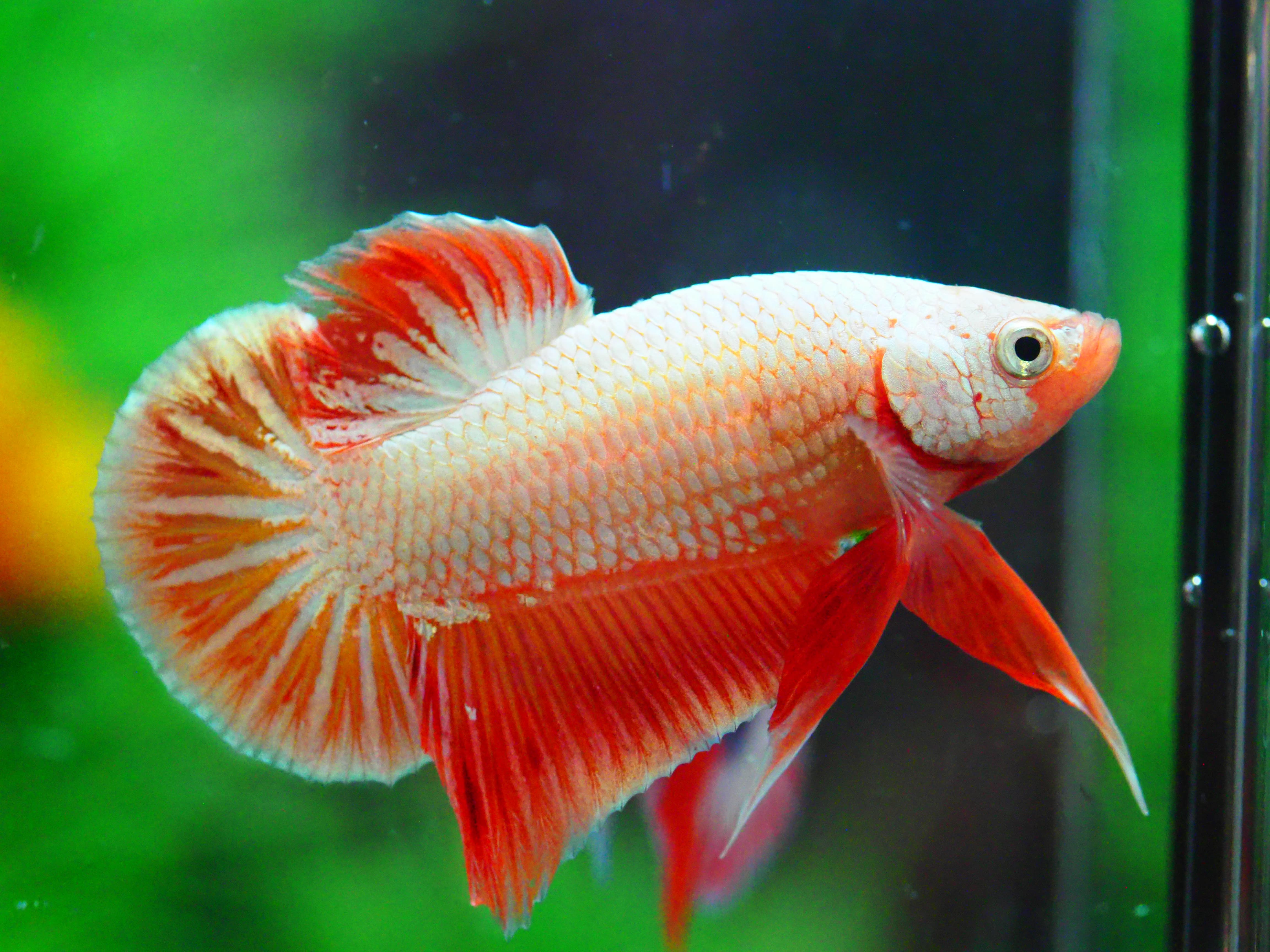 HMPK FANCY MALE GRADE A +++