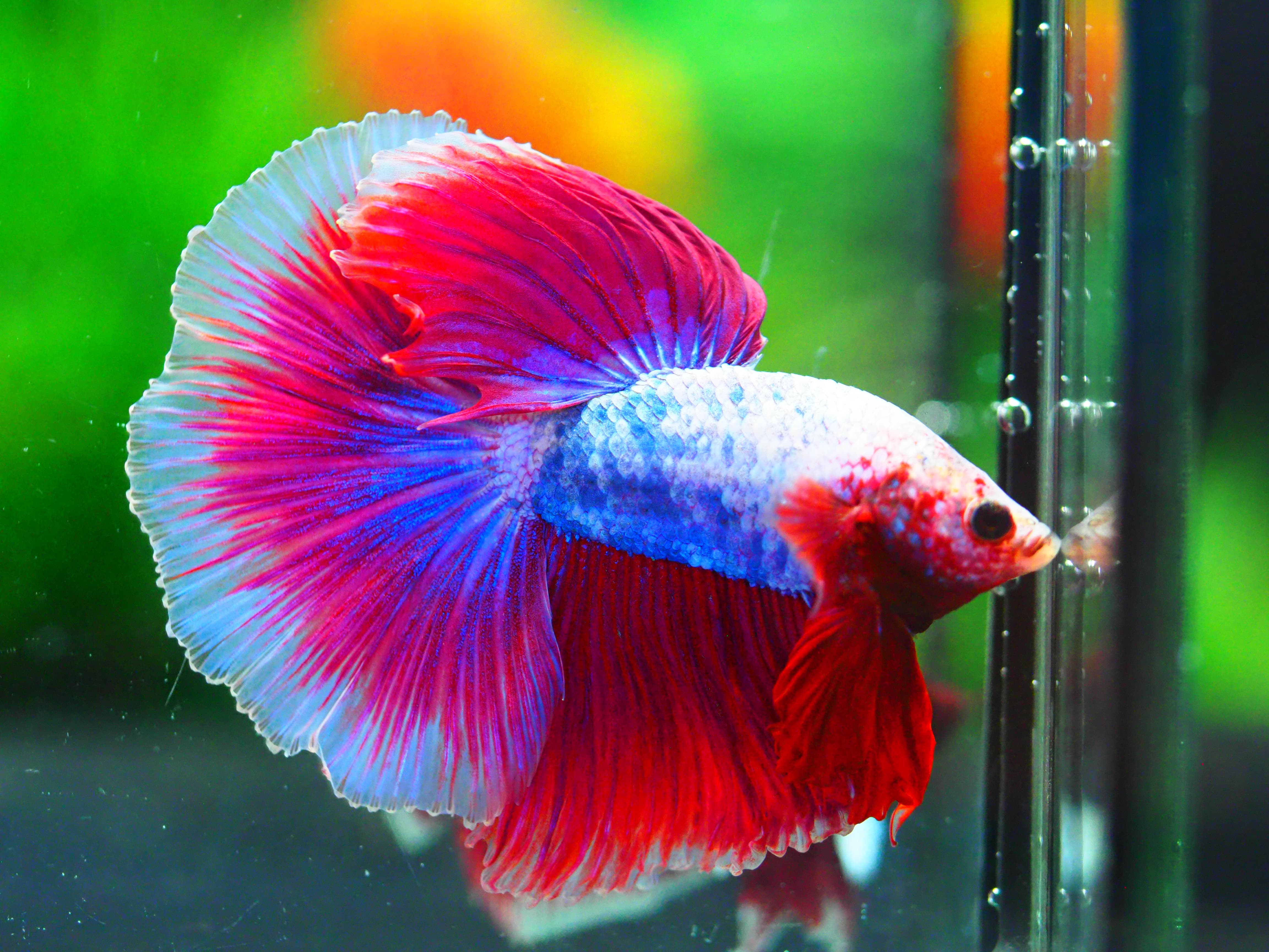 HM FANCY MALE GRADE A +++