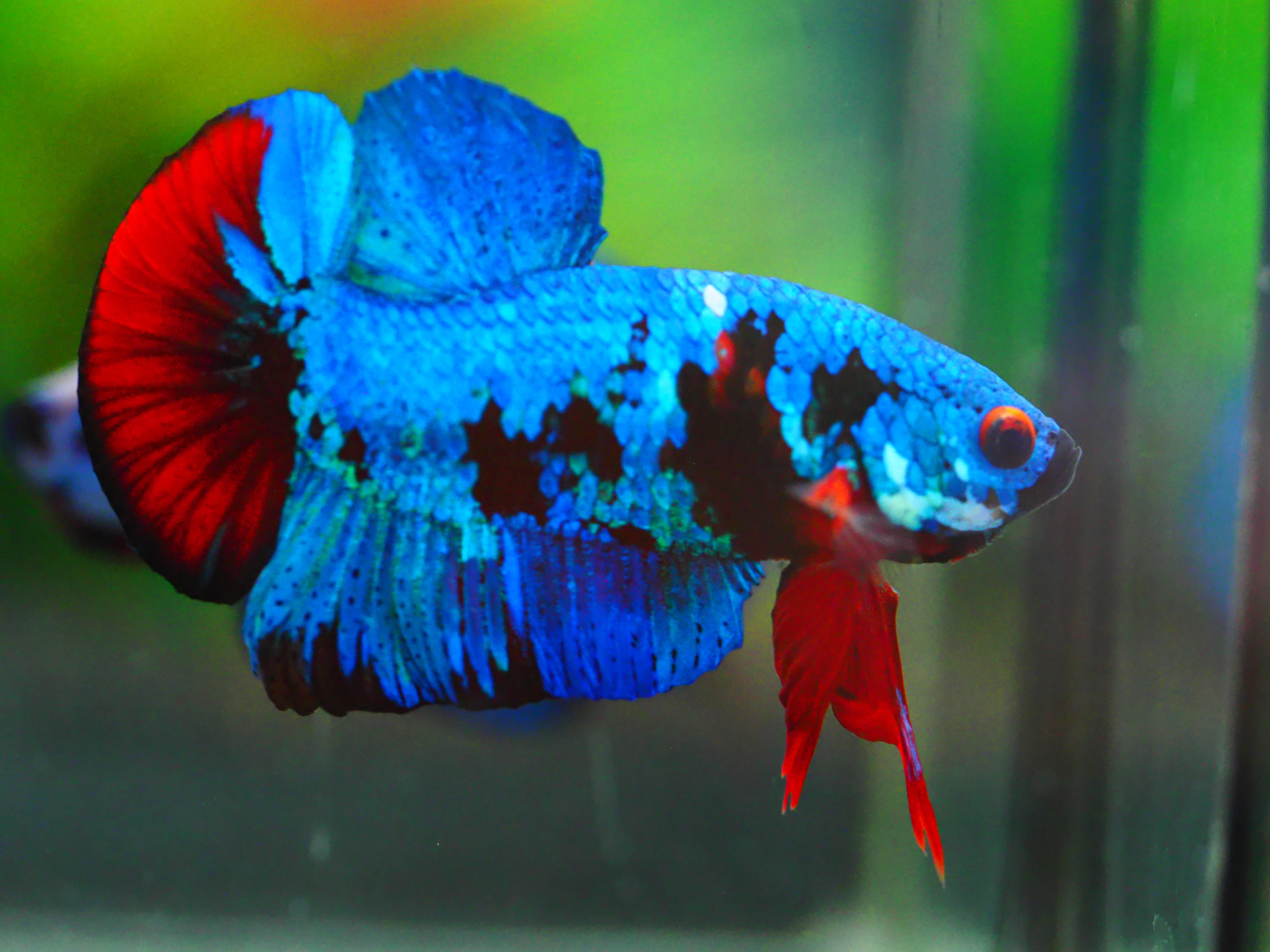 HMPK KOI GALAXY MALE GRADE A +++