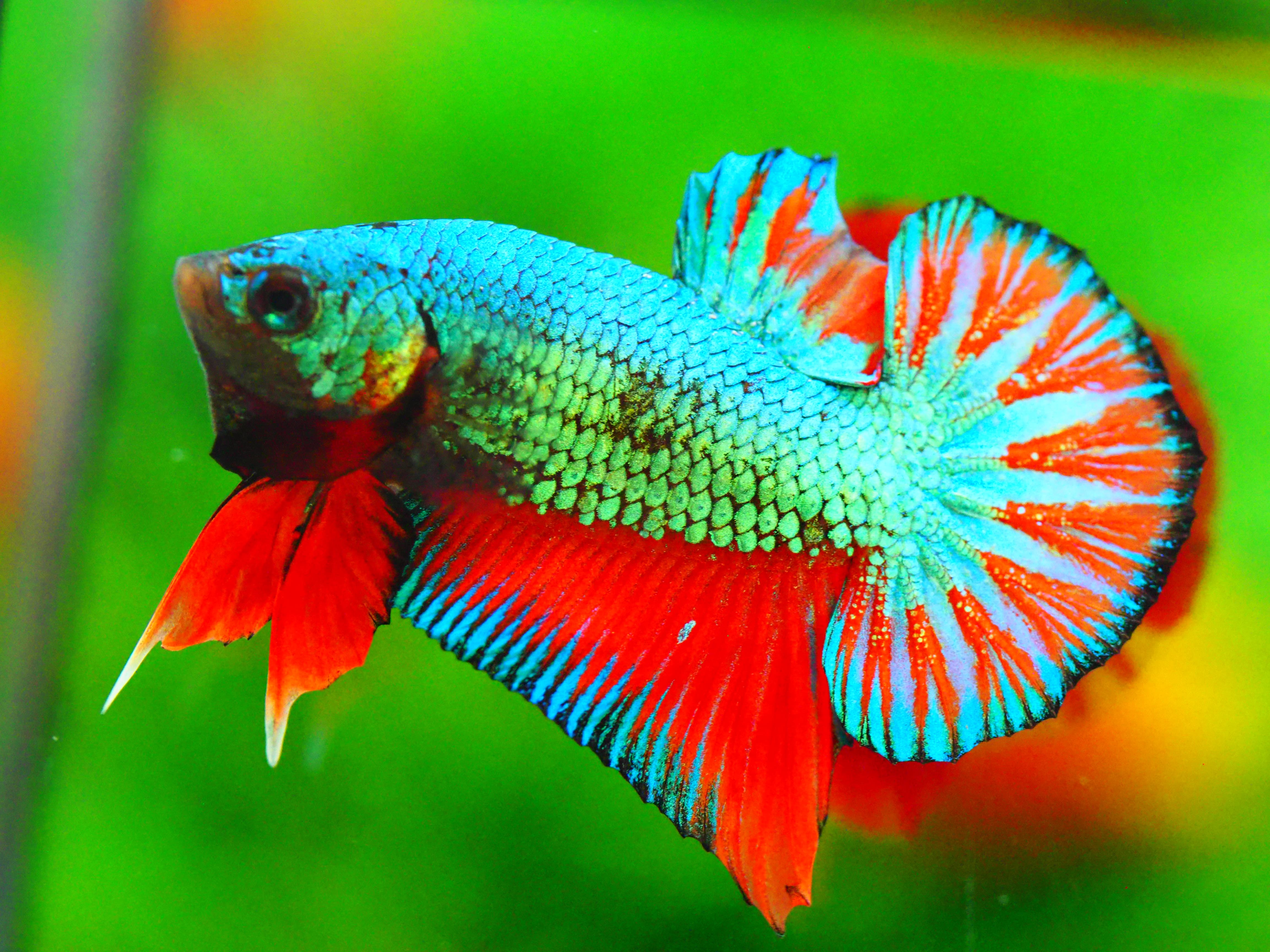 HMPK FANCY MALE GRADE A +++