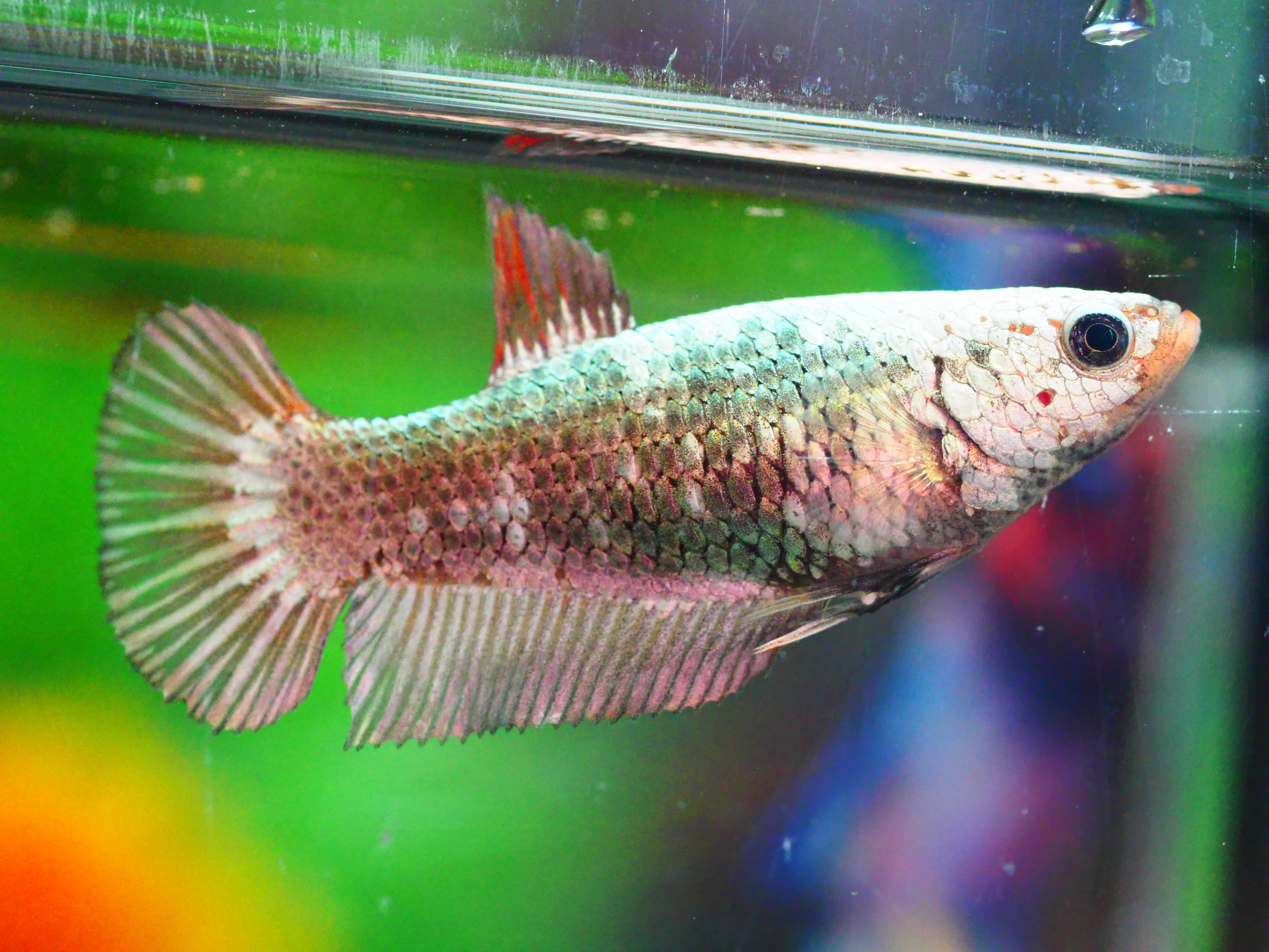 HMPK FANCY MALE GRADE A +++