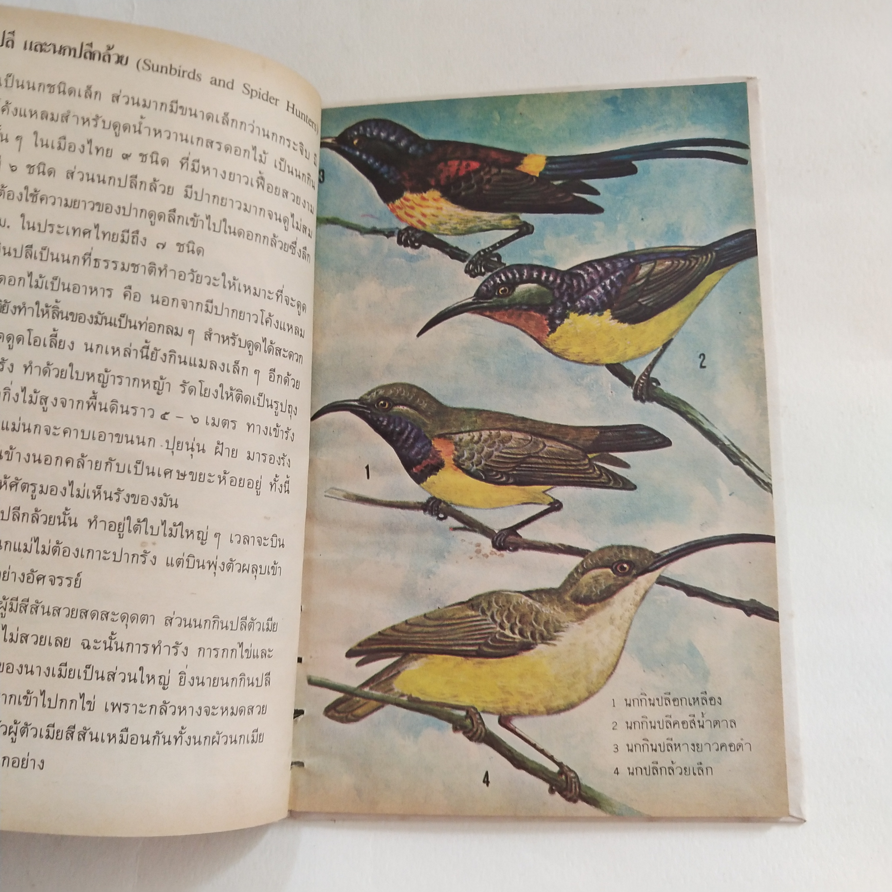 หนังสือเล่มเล็ก ชุดความรู้ไทย ขององค์การค้าของคุรุสภา นกสวน โดย นายแพทย์บุญส่ง เลขะกุล พิมพ์ครั้งที่ 2 2526ฤ