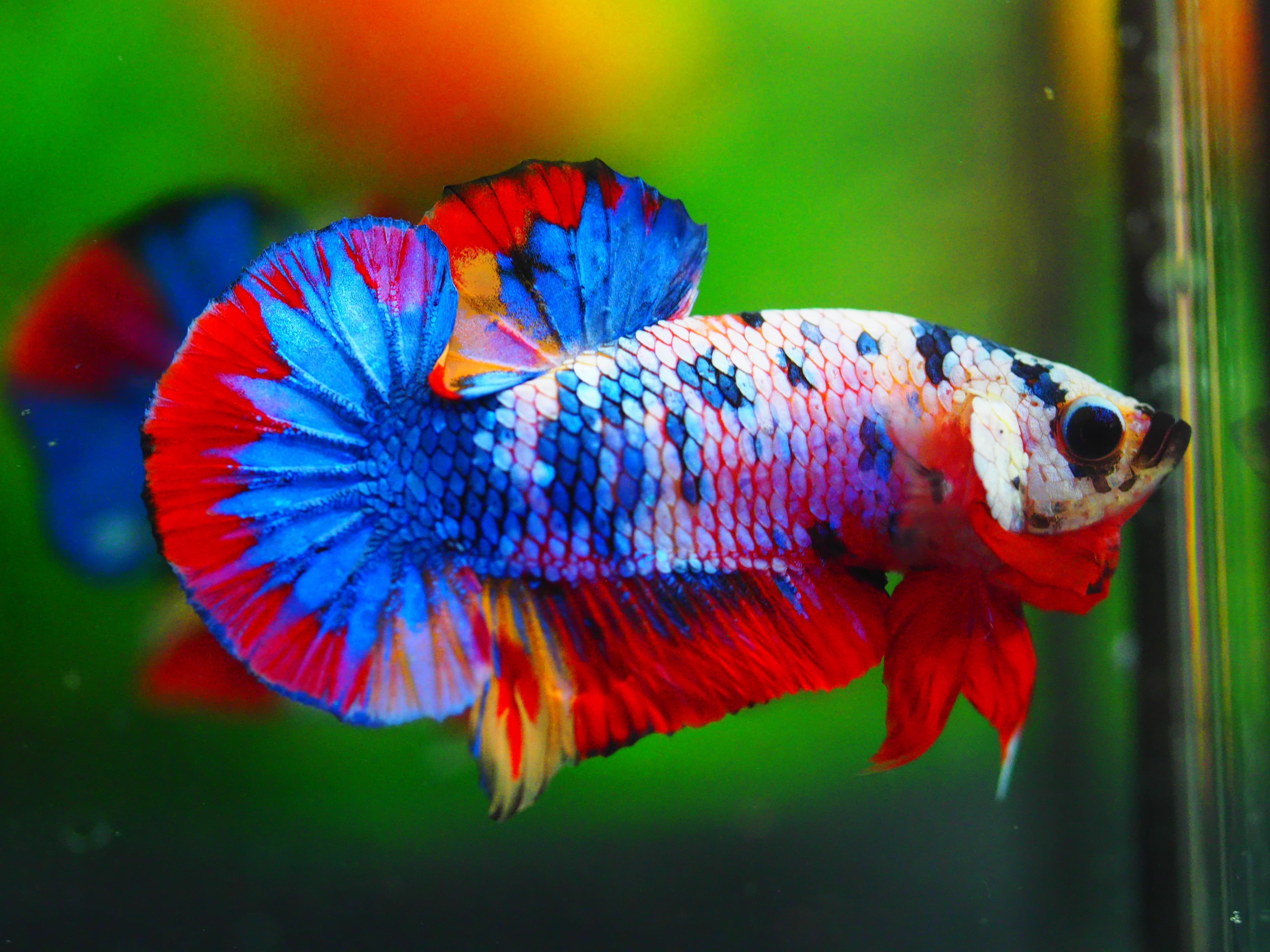 HMPK KOI GALAXY MALE GRADE A++