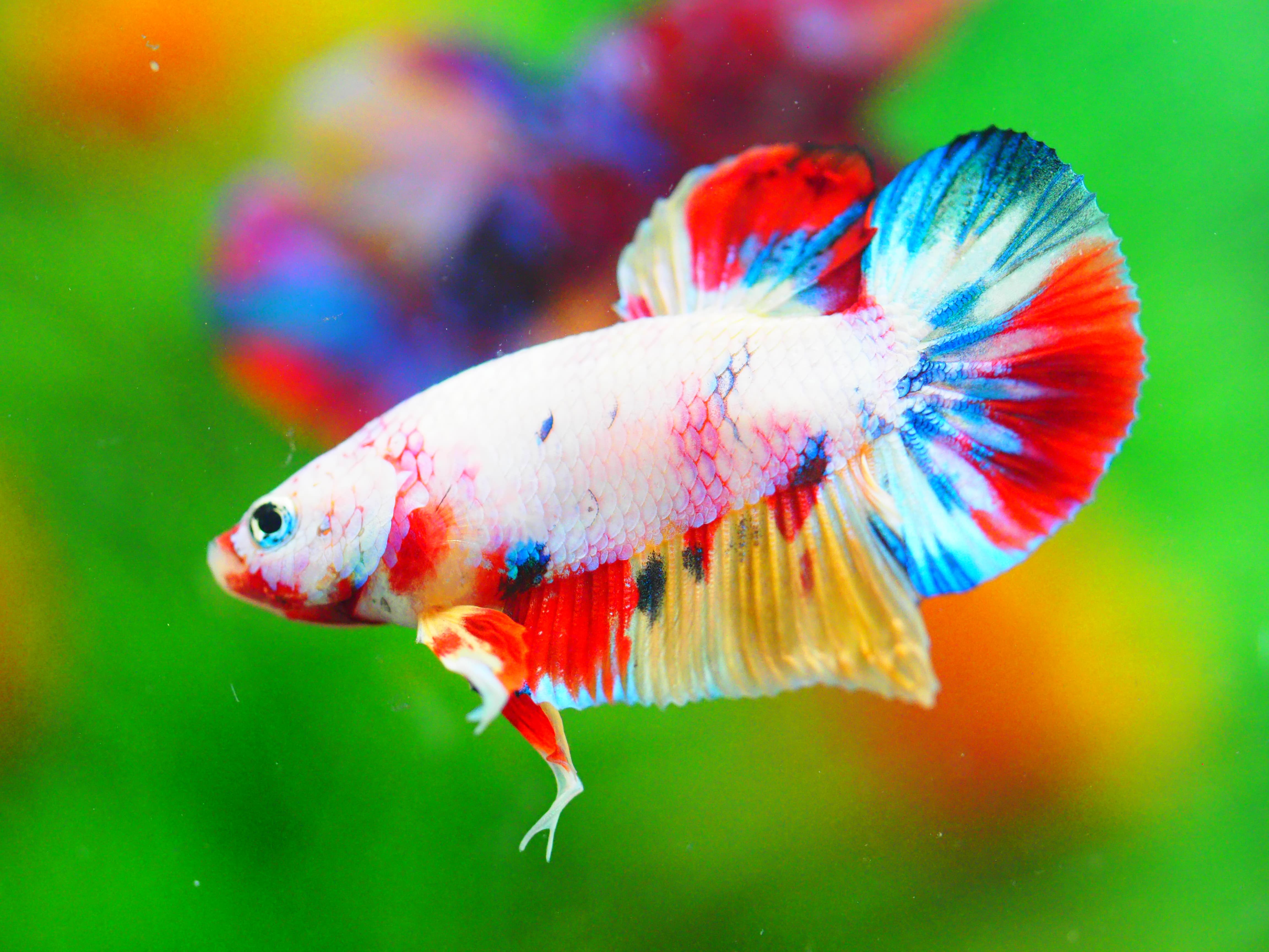 HMPK KOI FANCY MALE GRADE A +++
