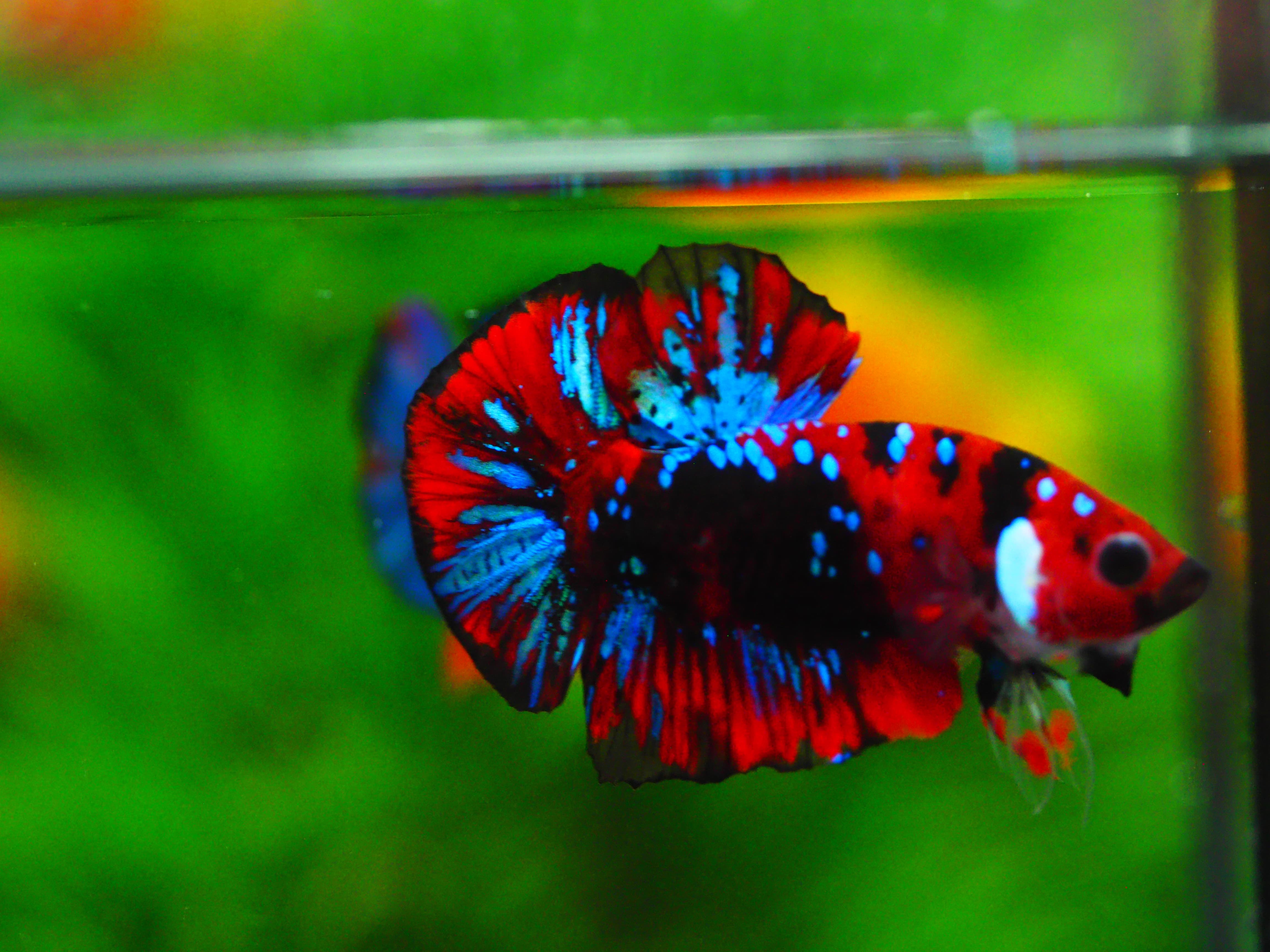 HMPK KOI GALAXY MALE GRADE A +++