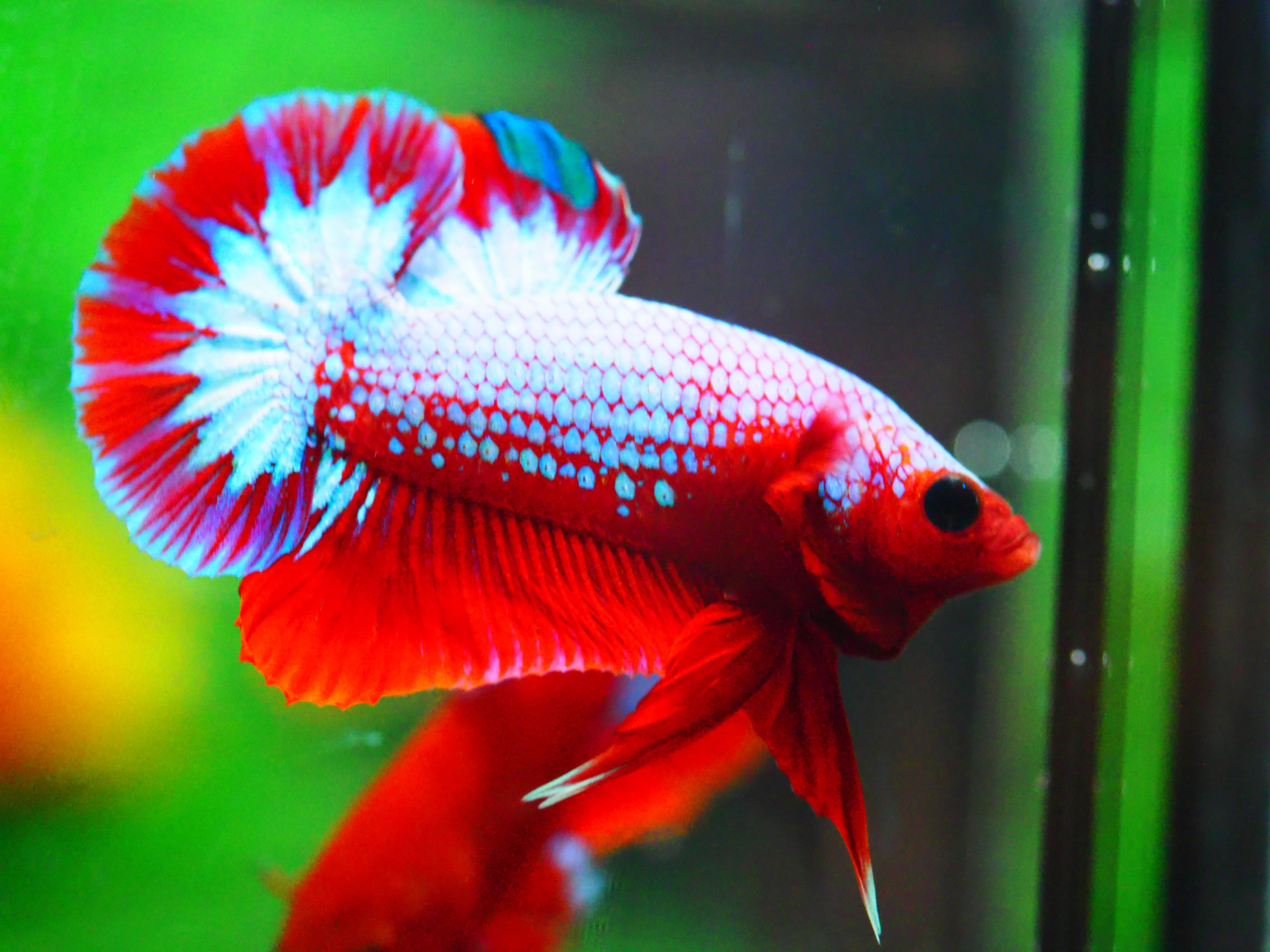 HMPK FANCY MALE GRADE A +++