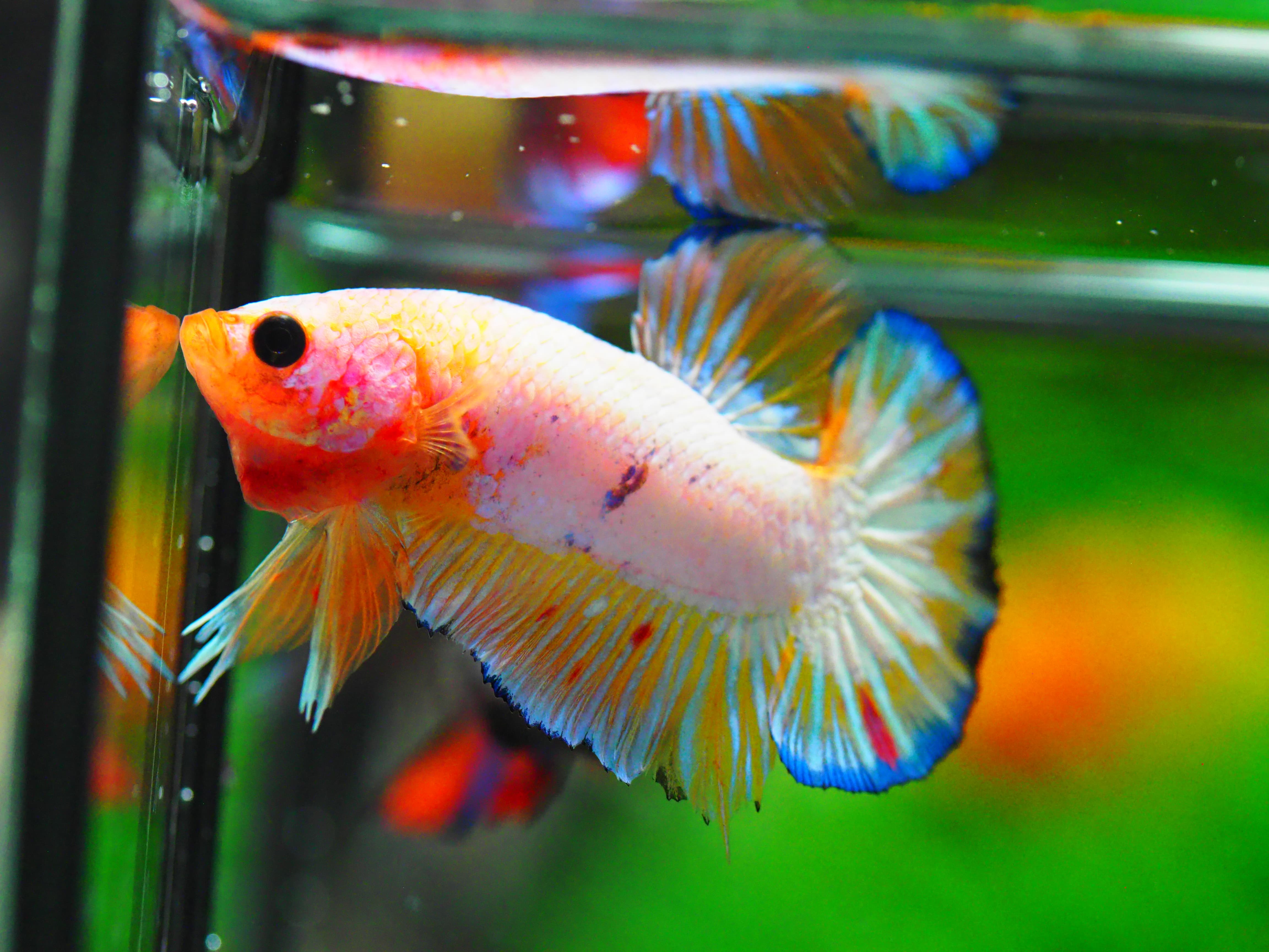 HMPK FANCY MALE GRADE A +++