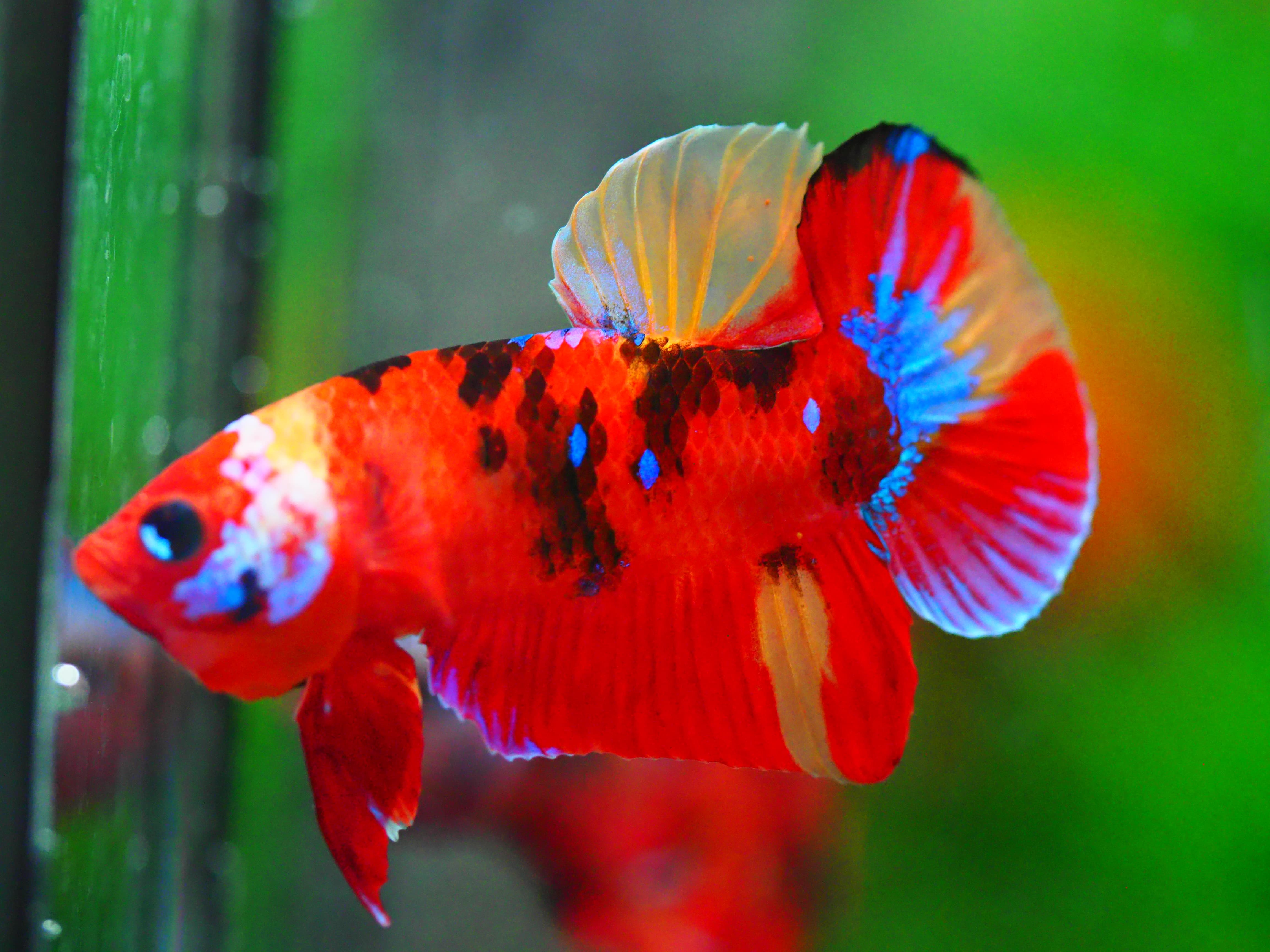 HMPK NEMO GALAXY MALE GRADE A +++