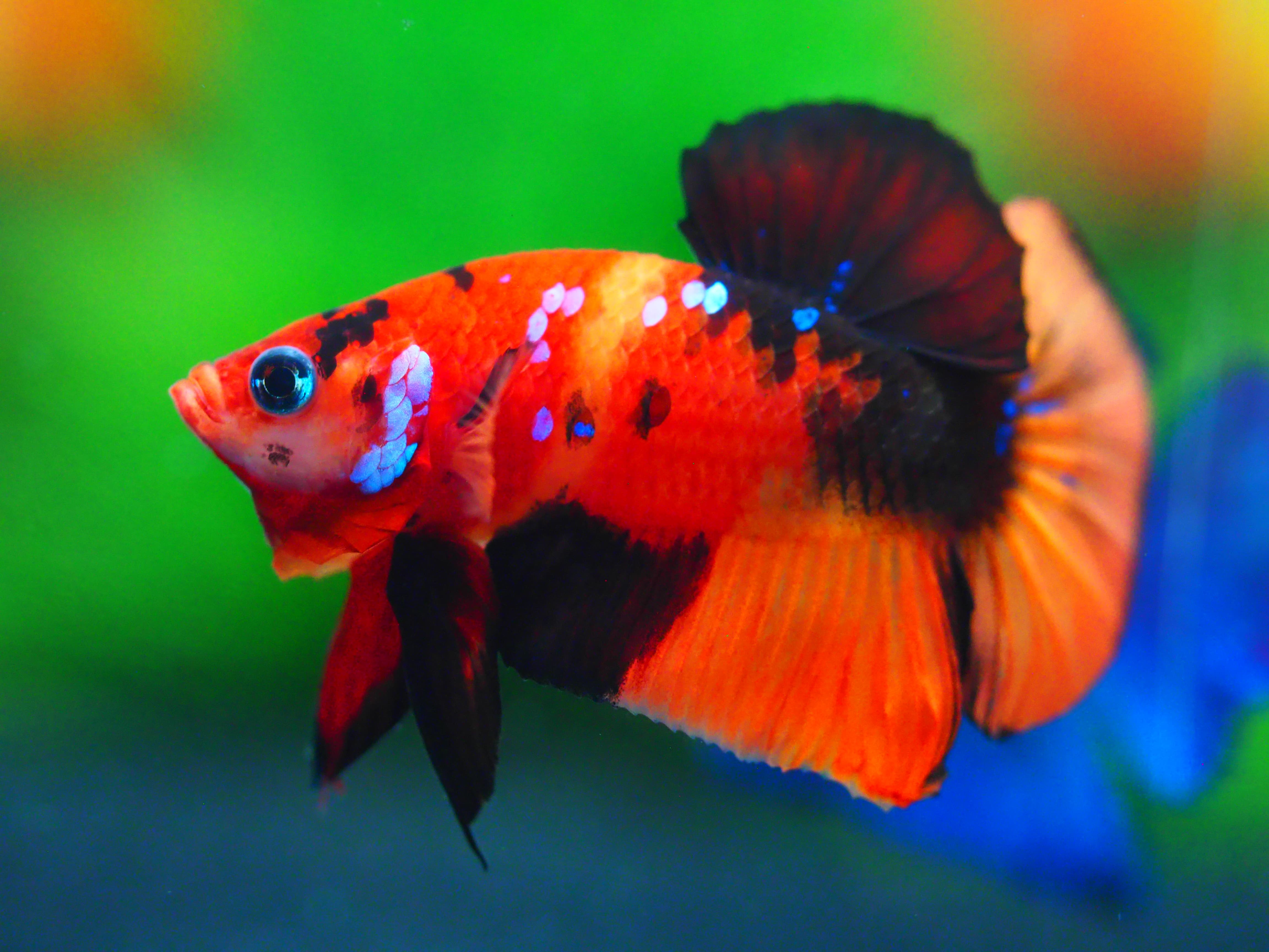 HMPK NEMO MALE GRADE A +++