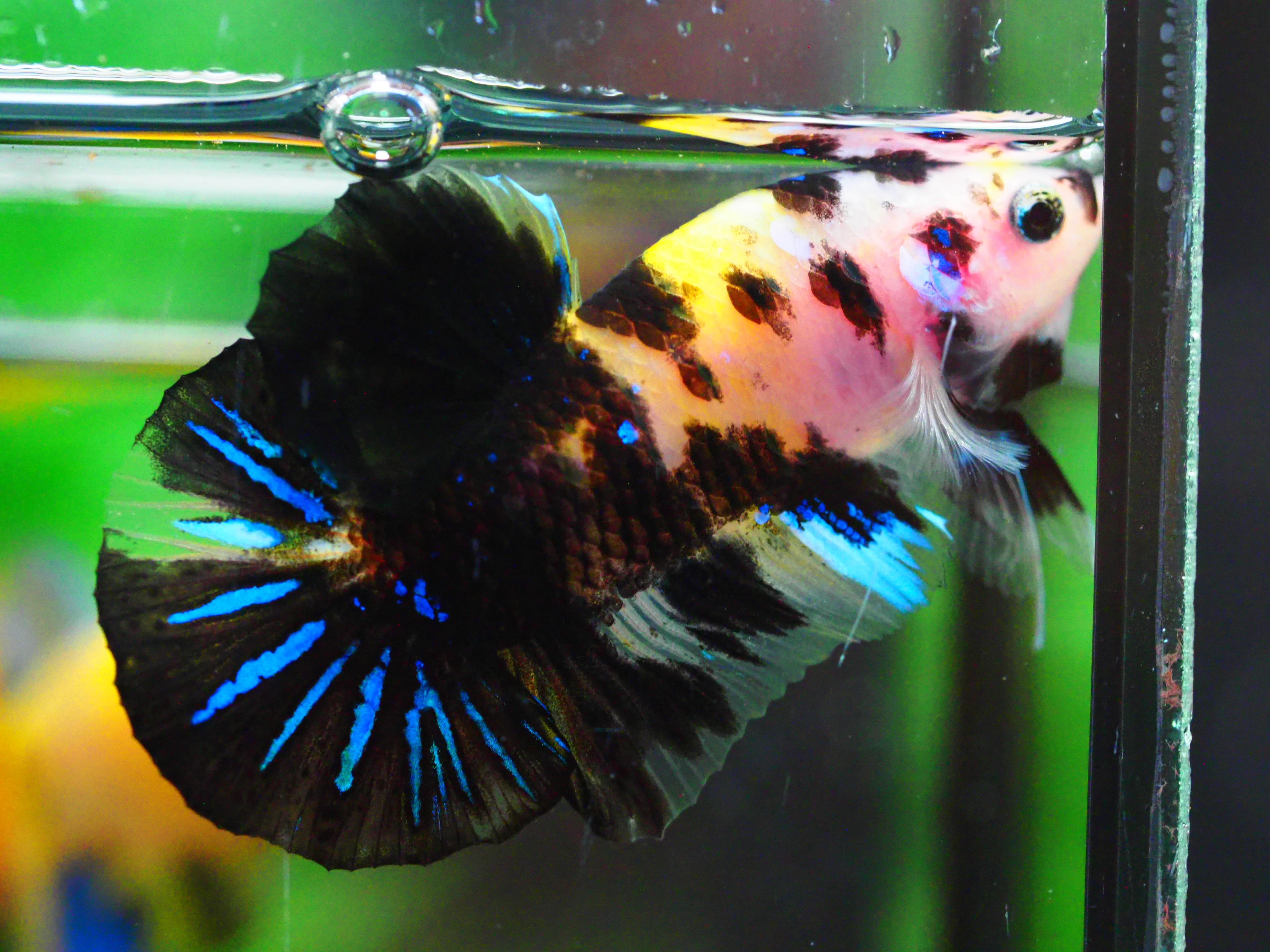 HMPK KOI YELLOW MALE GRADE A +++