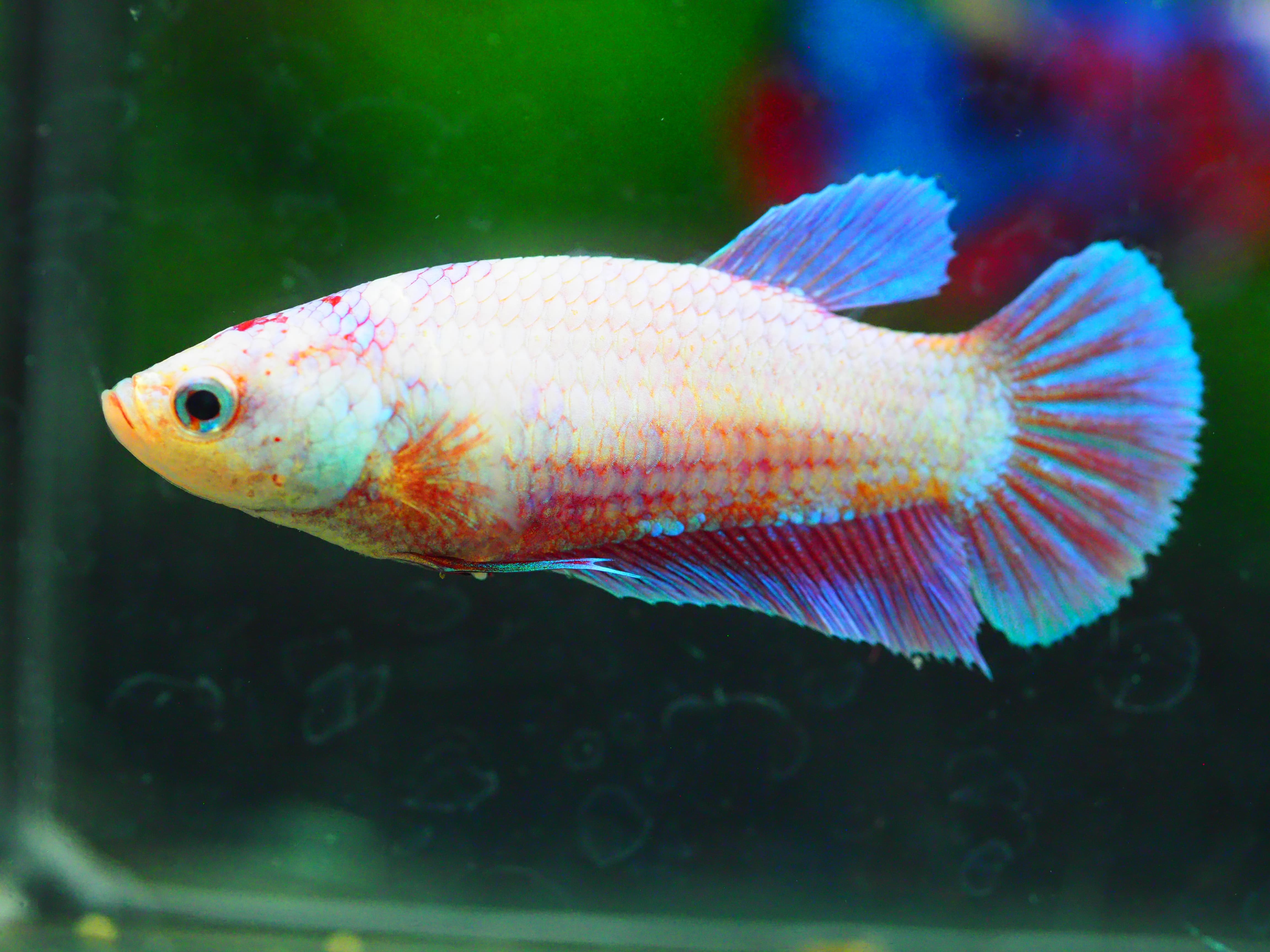 HMPK FANCYFN MALE GRADE A +++