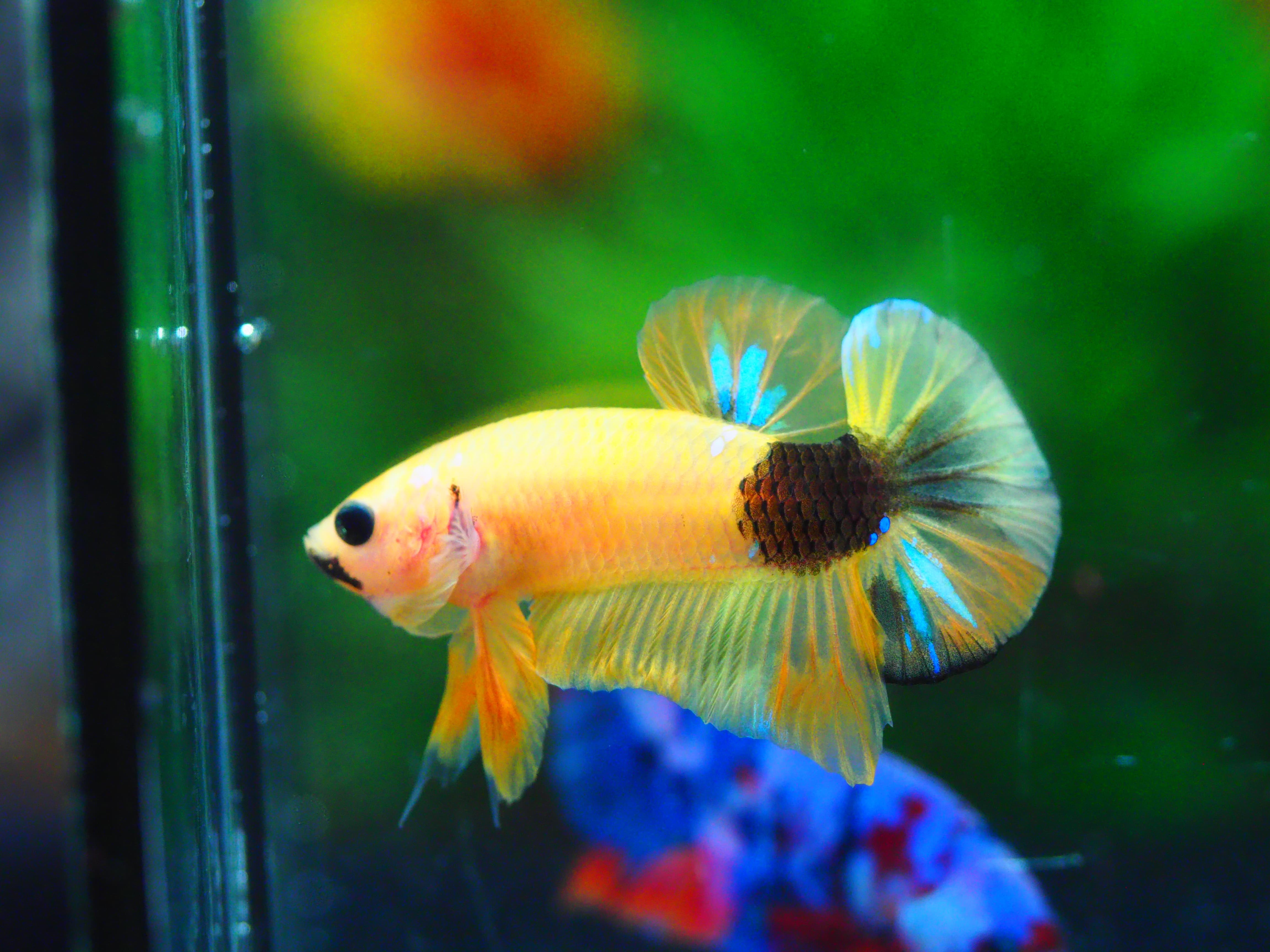 HMPK KOI GALAXY MALE GRADE A +++