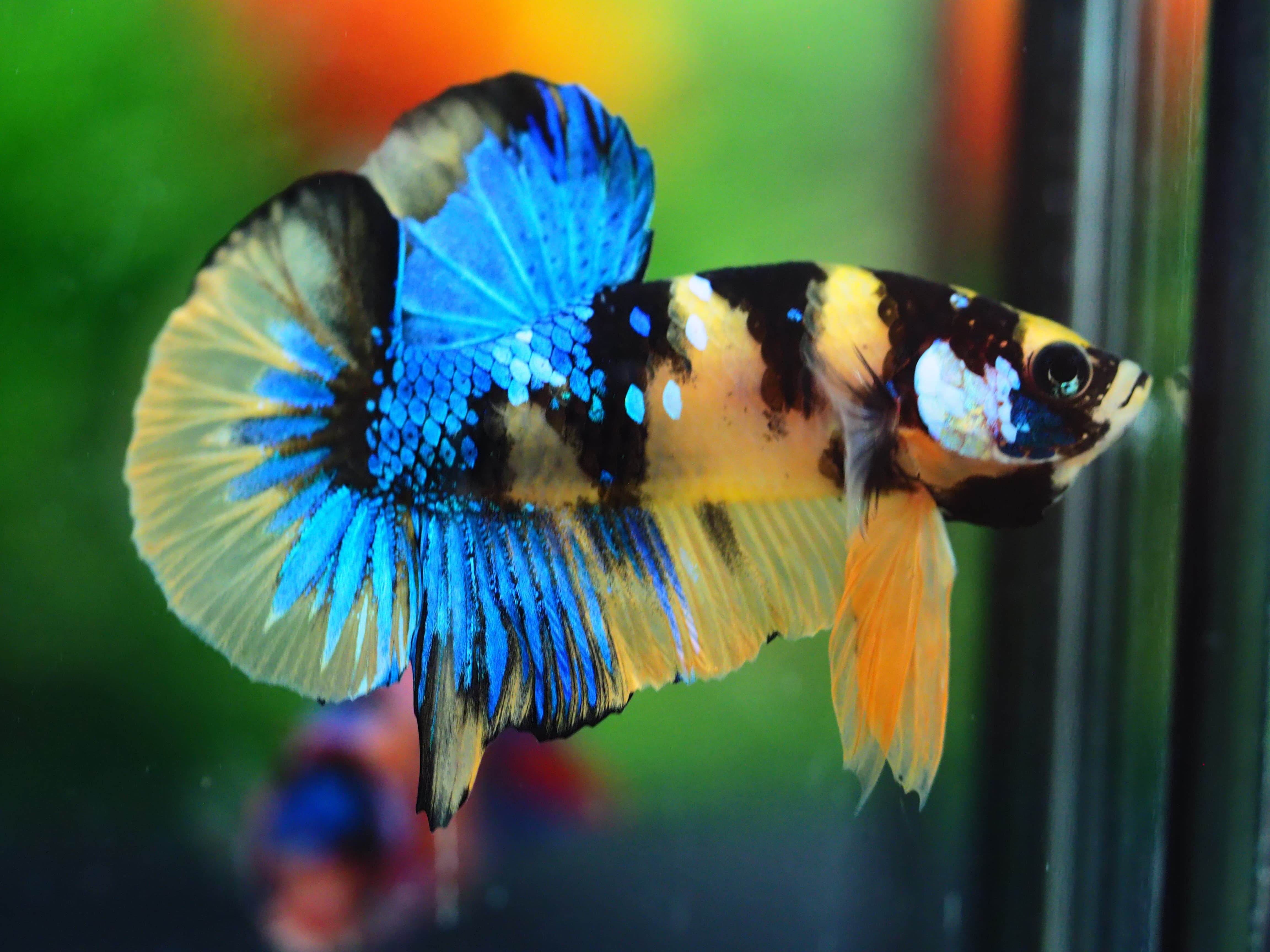 HMPK KOI YELLOW MALE GRADE A++