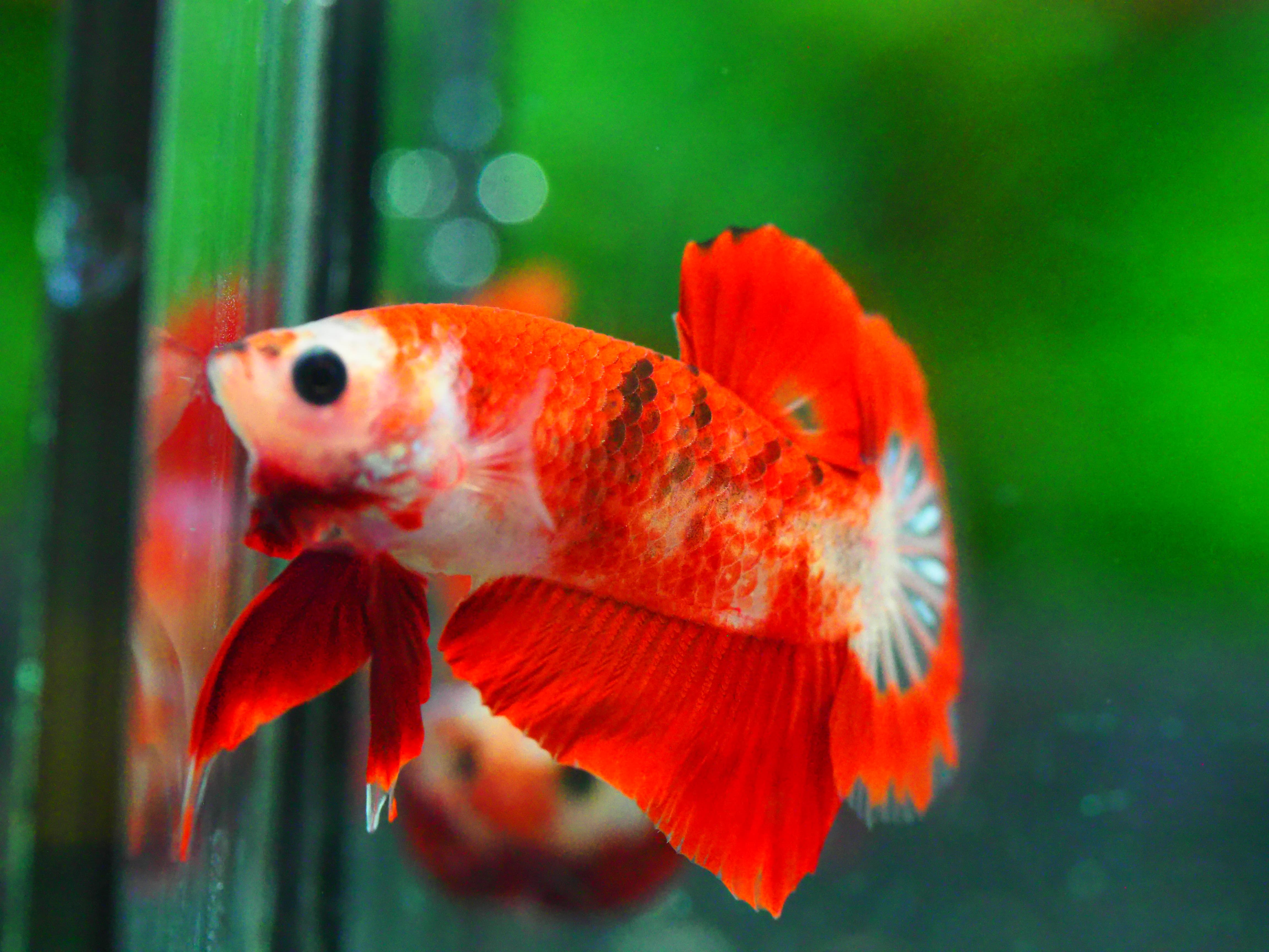 HMPK FANCY MALE GRADE A +++