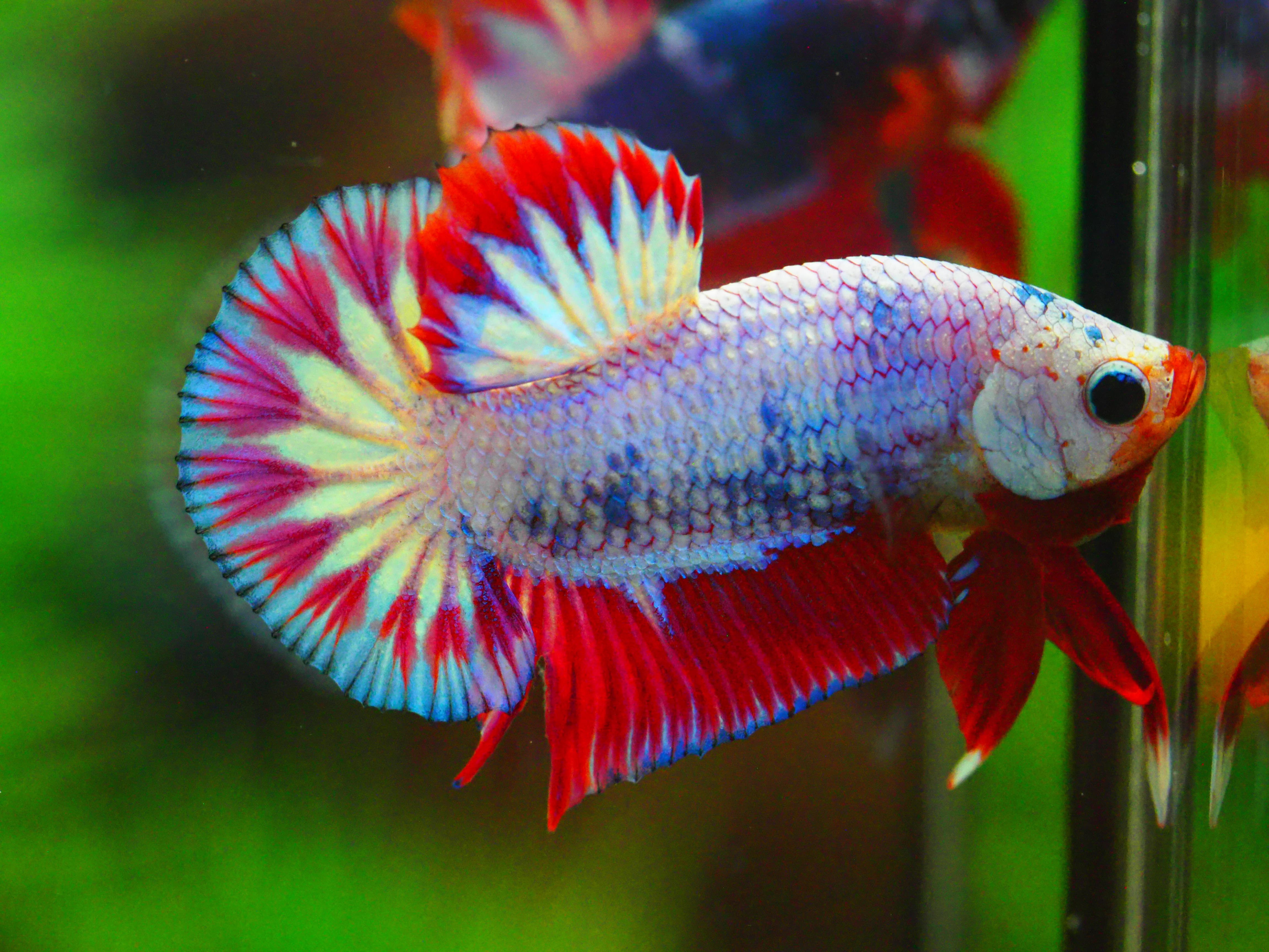 HMPK FANCY MALE GRADE A +++