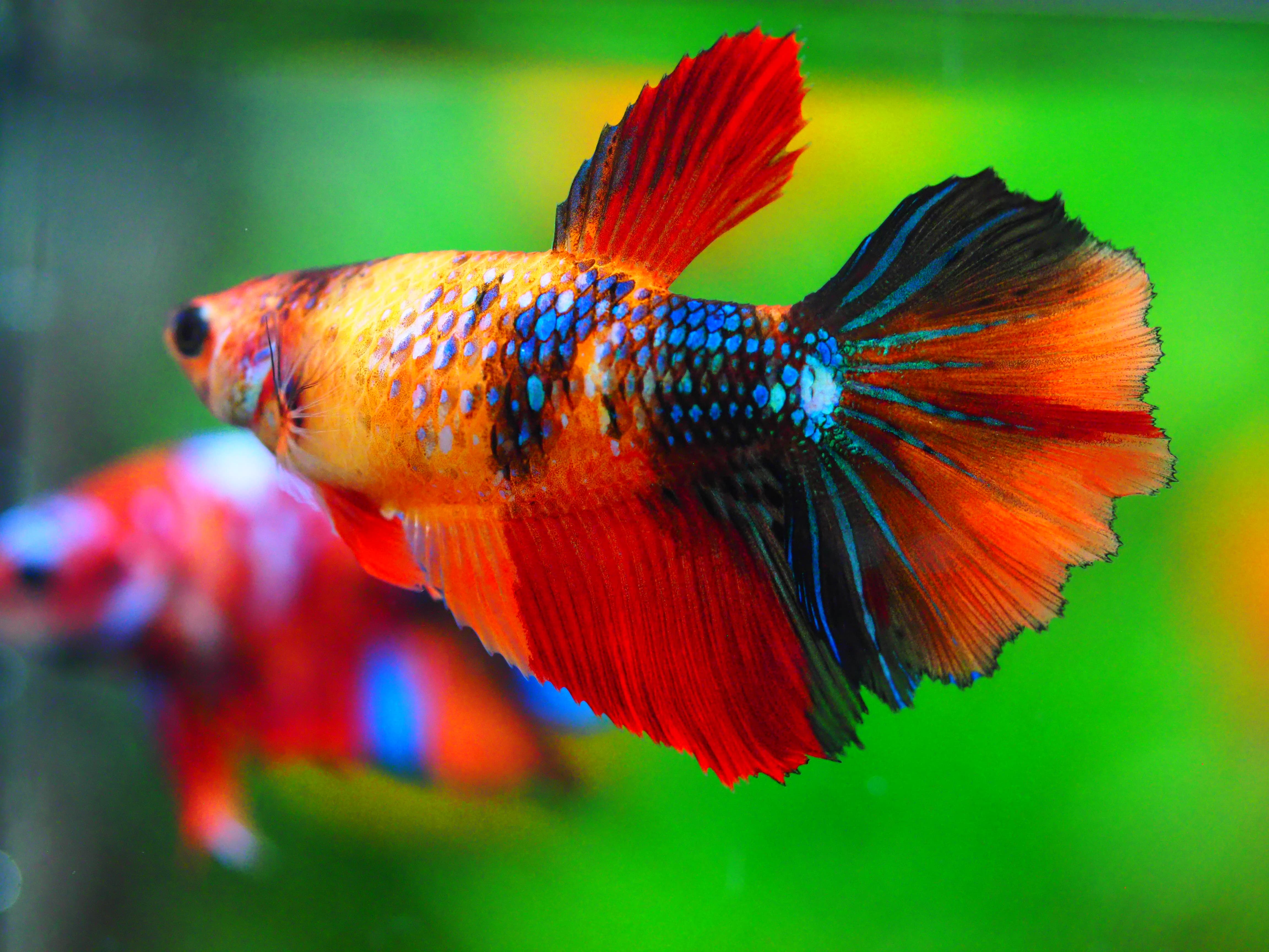 HM NEMO GALAXY FNMALE GRADE A +++