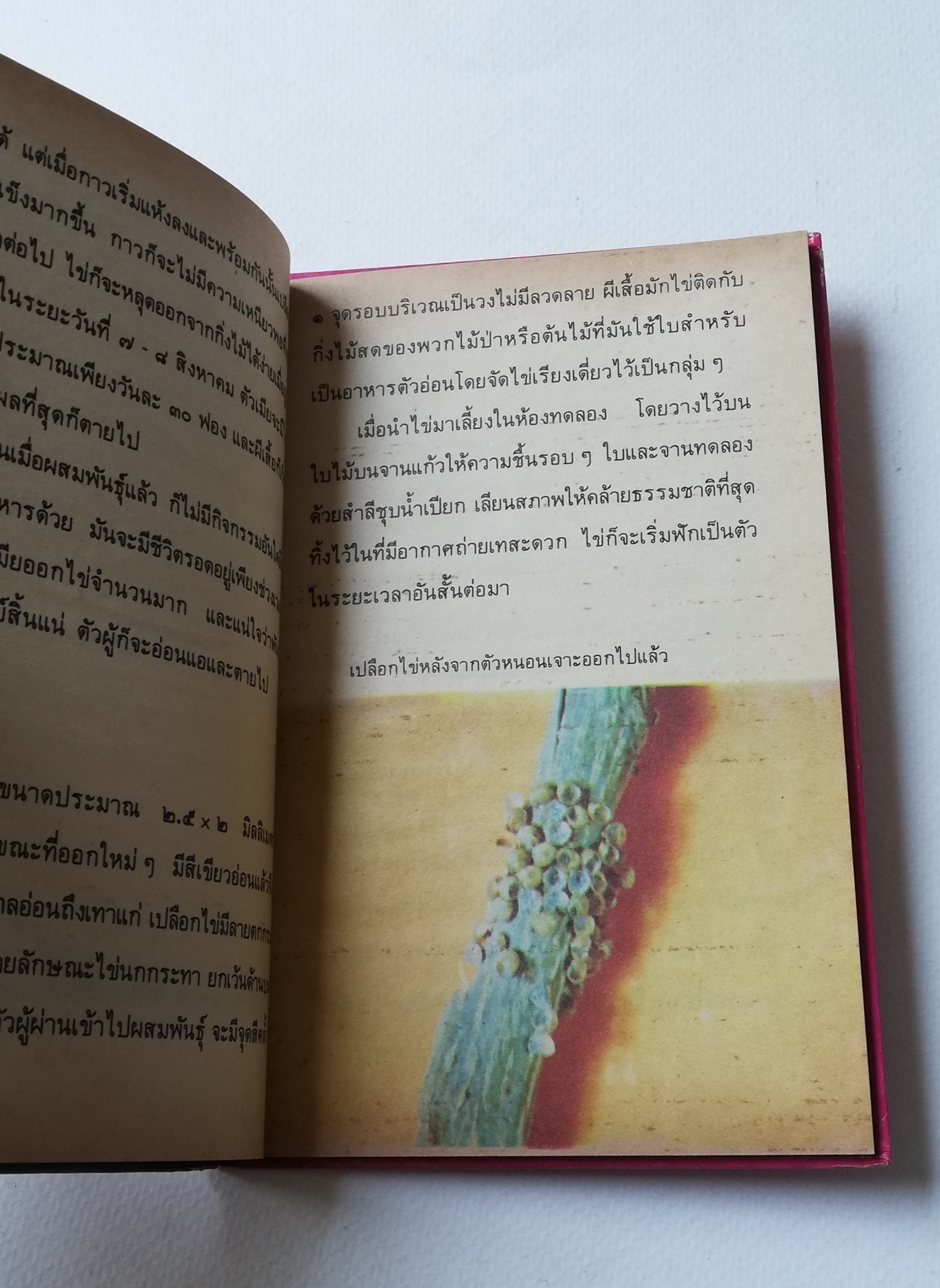 มีหลายภาพ, หน้าแรกมีตำหนิ ตามภาพ หนังสือเล่มเล็ก หนังสือชุดความรู้ไทยขององค์การค้าคุรุสภา ,ผีเสื้อแสนสวย พิมพ์ครั้งที่ 2 ปี 2527