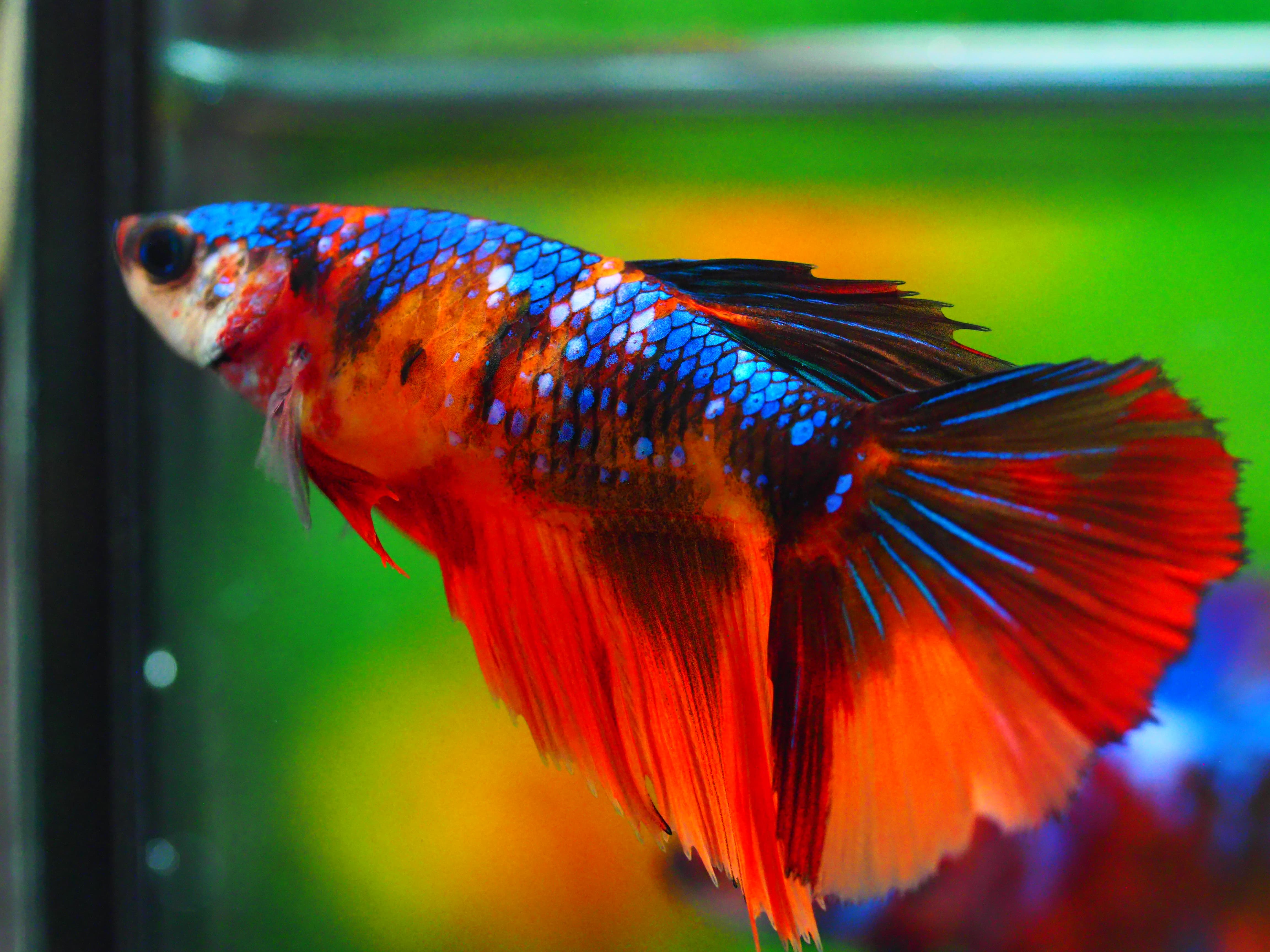 HM NEMO GALAXY FNMALE GRADE A +++