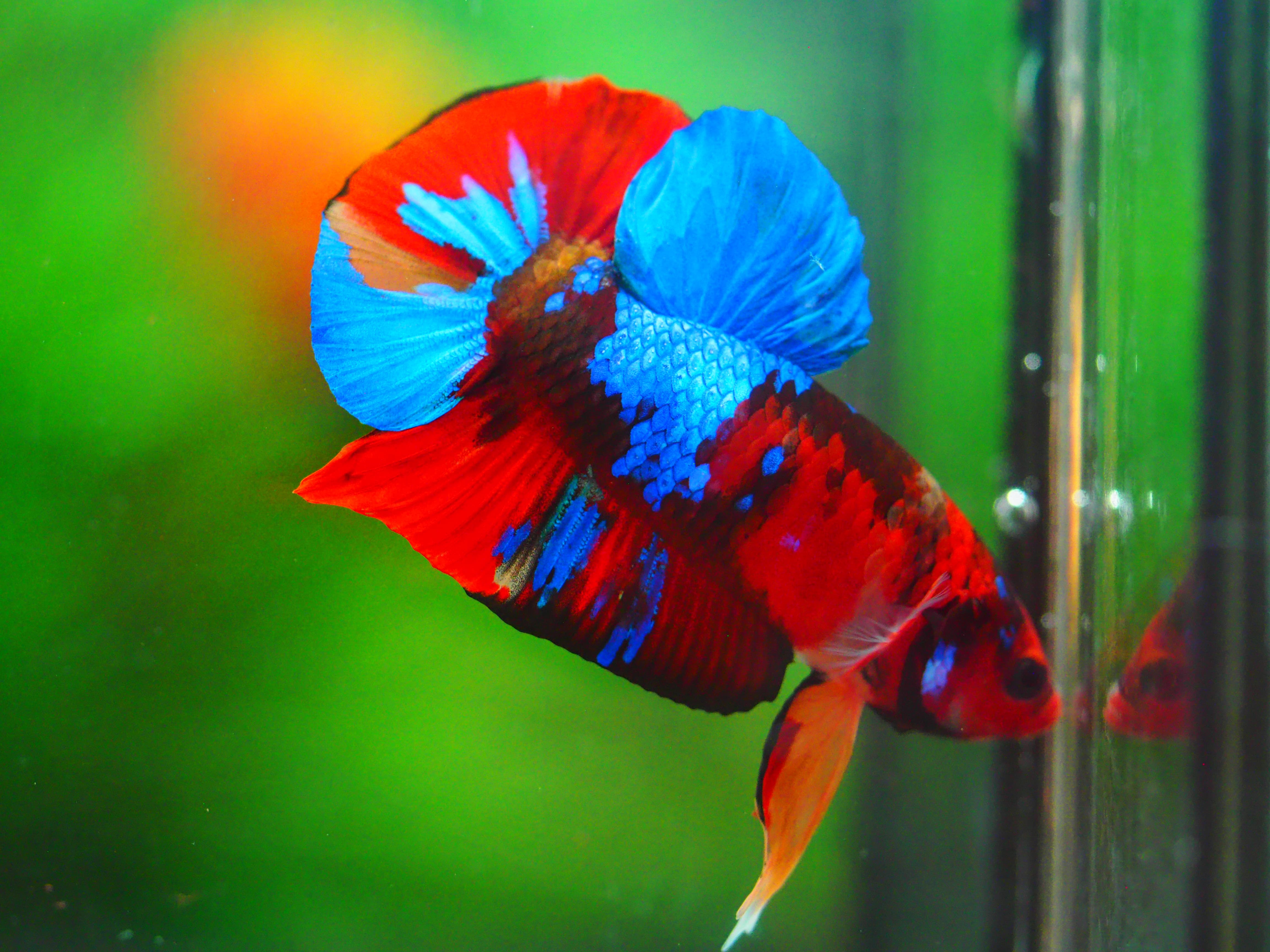 HMPK KOI GALAXY MALE GRADE A +++