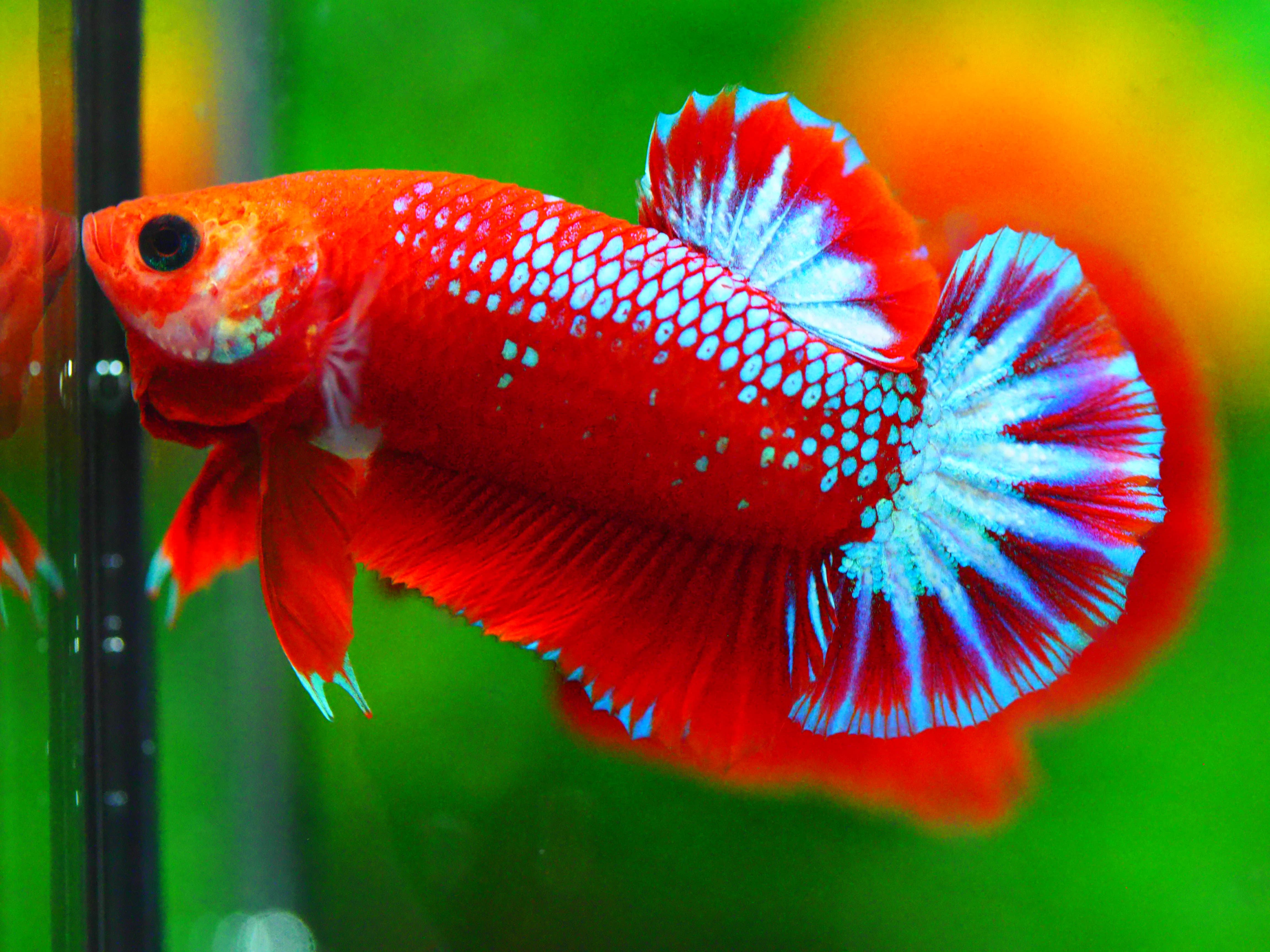 HMPK FANCY MALE GRADE A +++