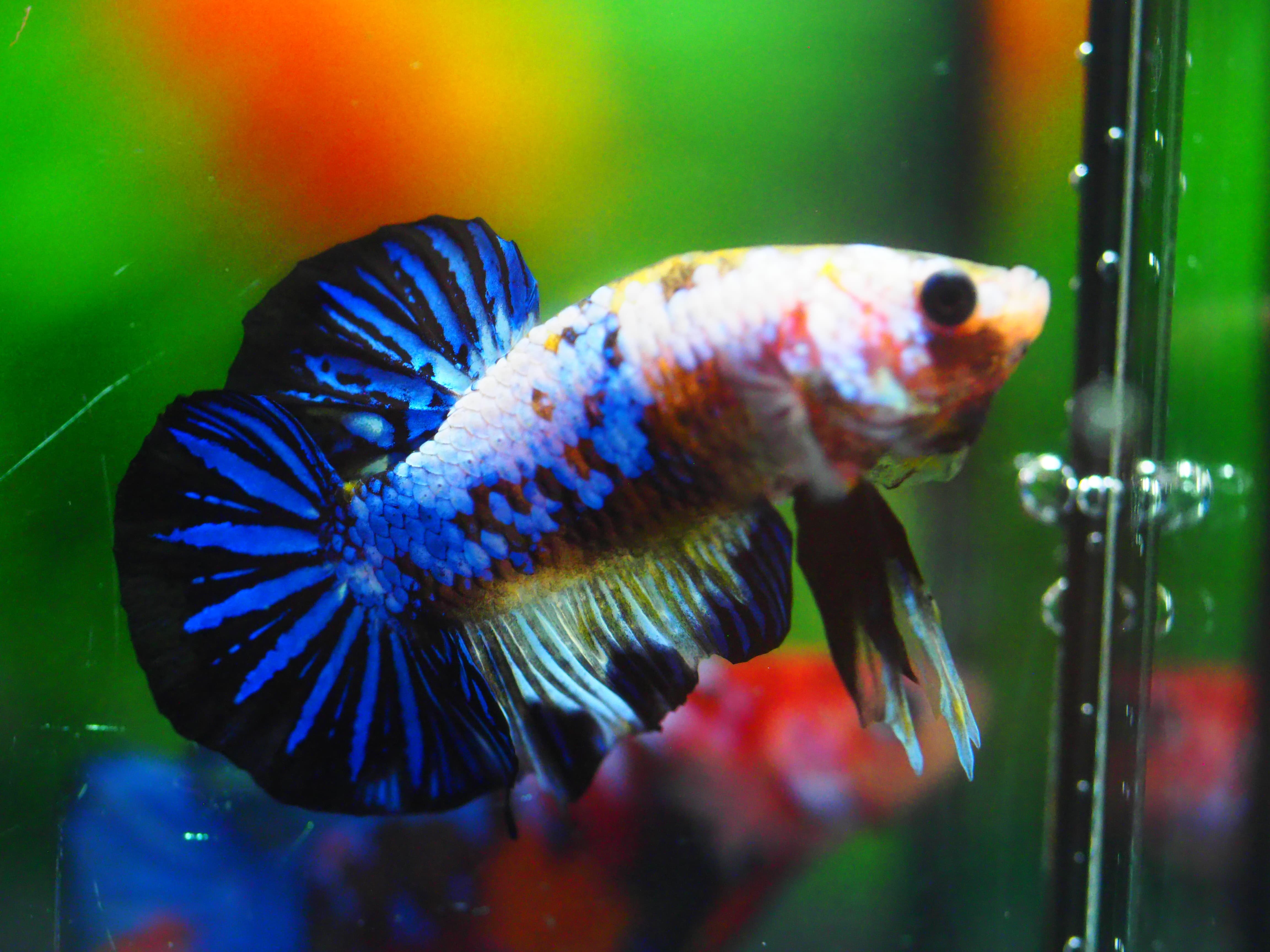 HMPK FANCY MALE GRADE A +++