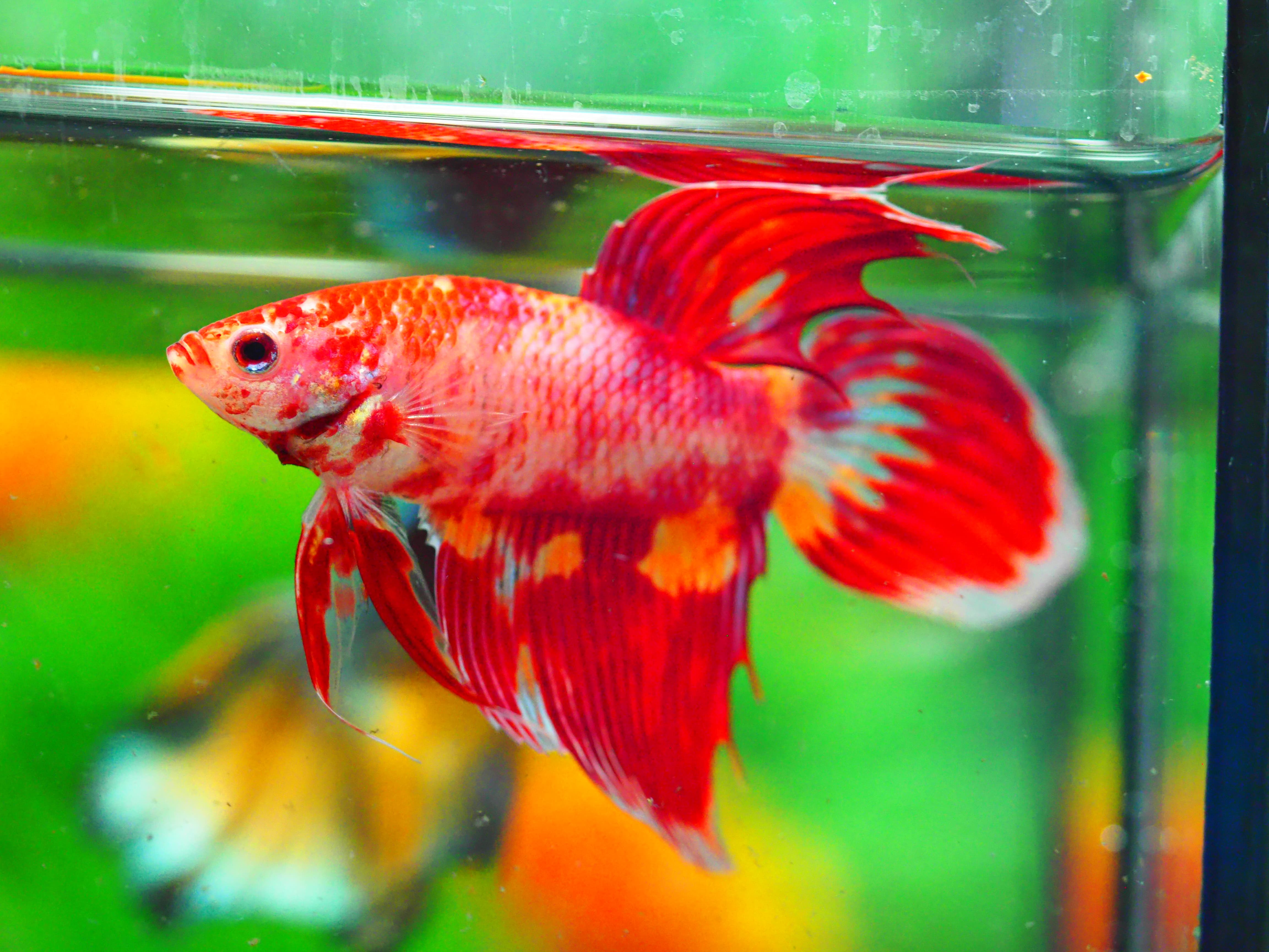 VT NEMO MALE GRADE A +++