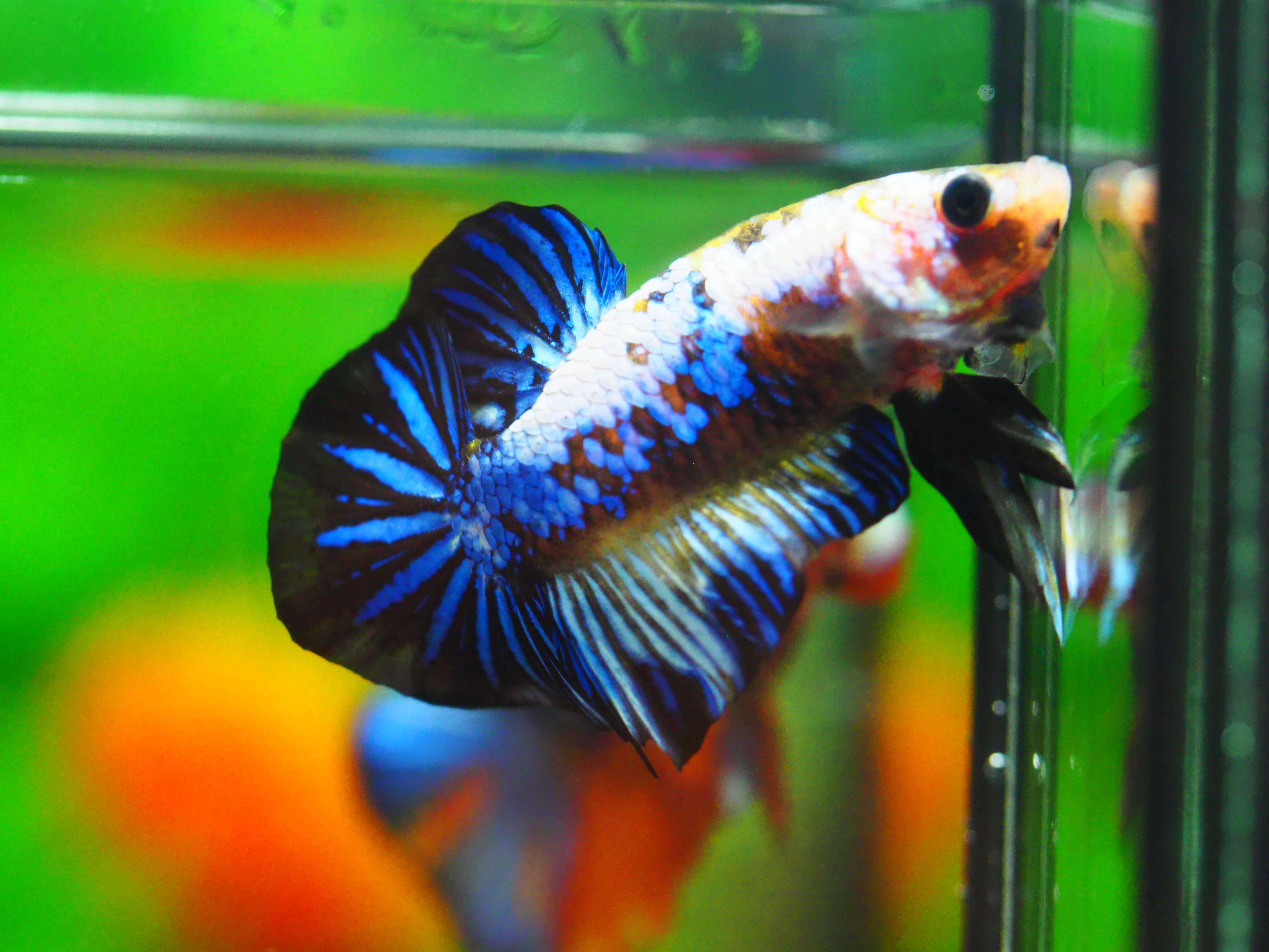 HMPK FANCY MALE GRADE A +++