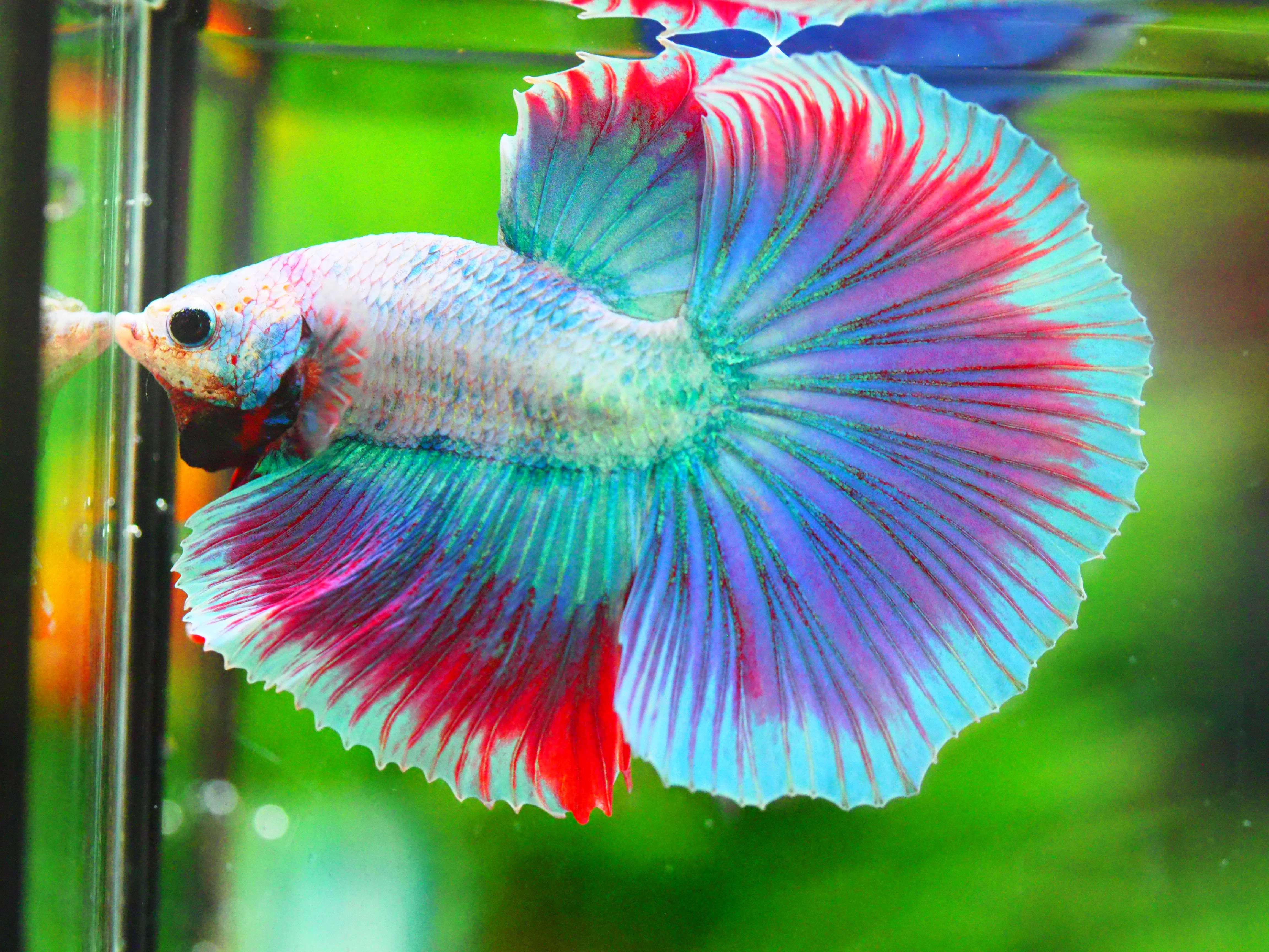 HM FANCY MALE GRADE A +++