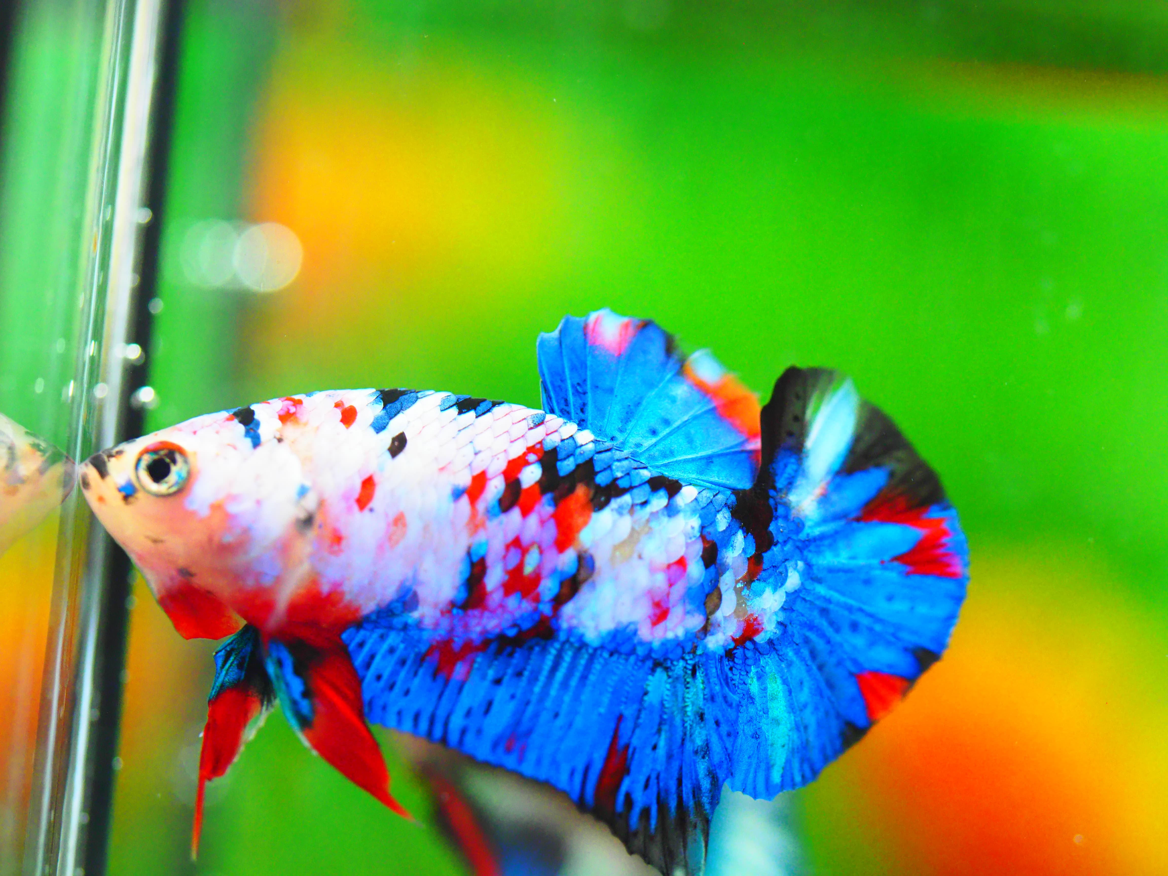 HMPK KOI GALAXY MALE GRADE A +++