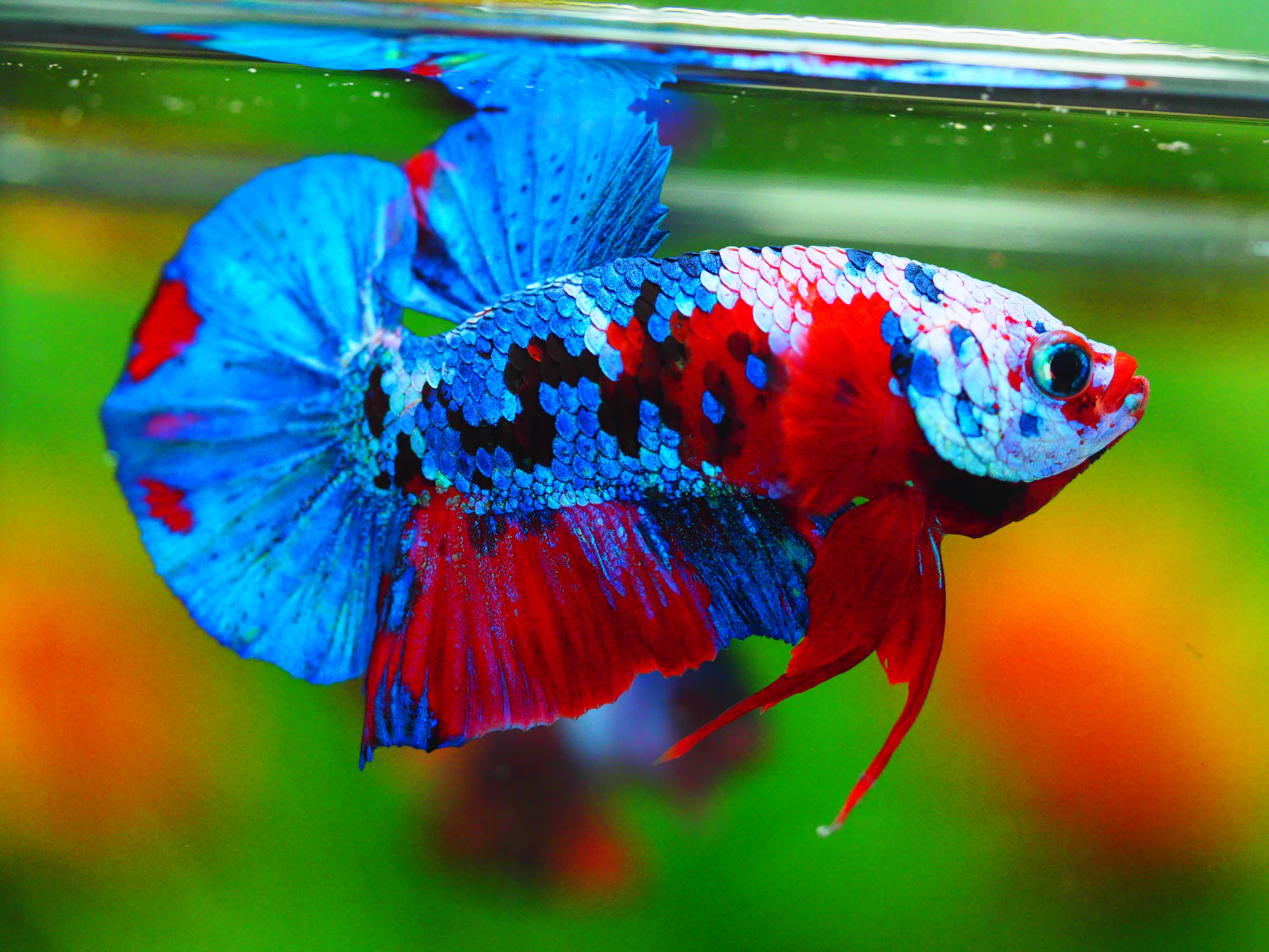 HMPK KOI GALAXY MALE GRADE A +++